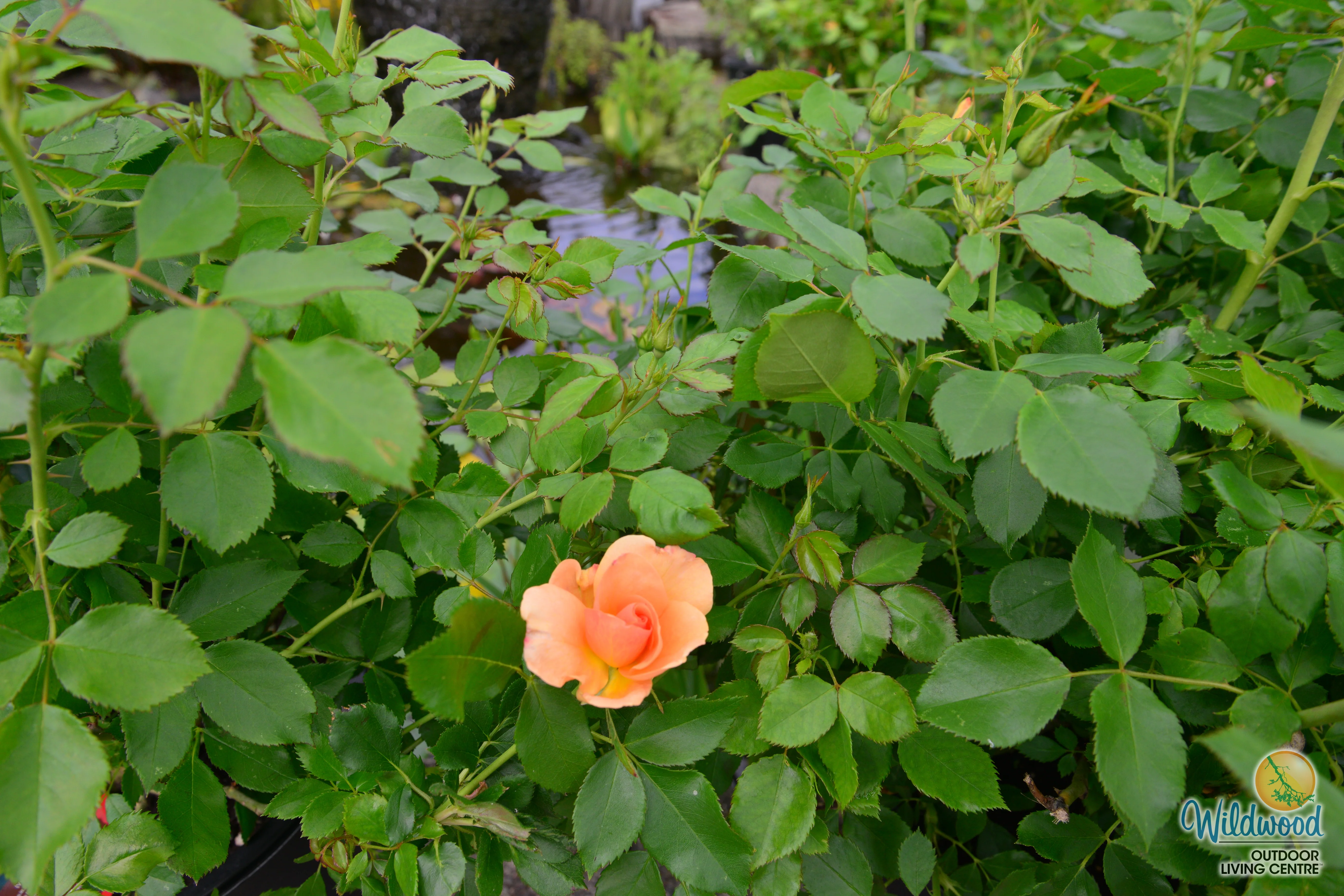 Chinook Sunrise - Cold Hardy Rose - Image 5