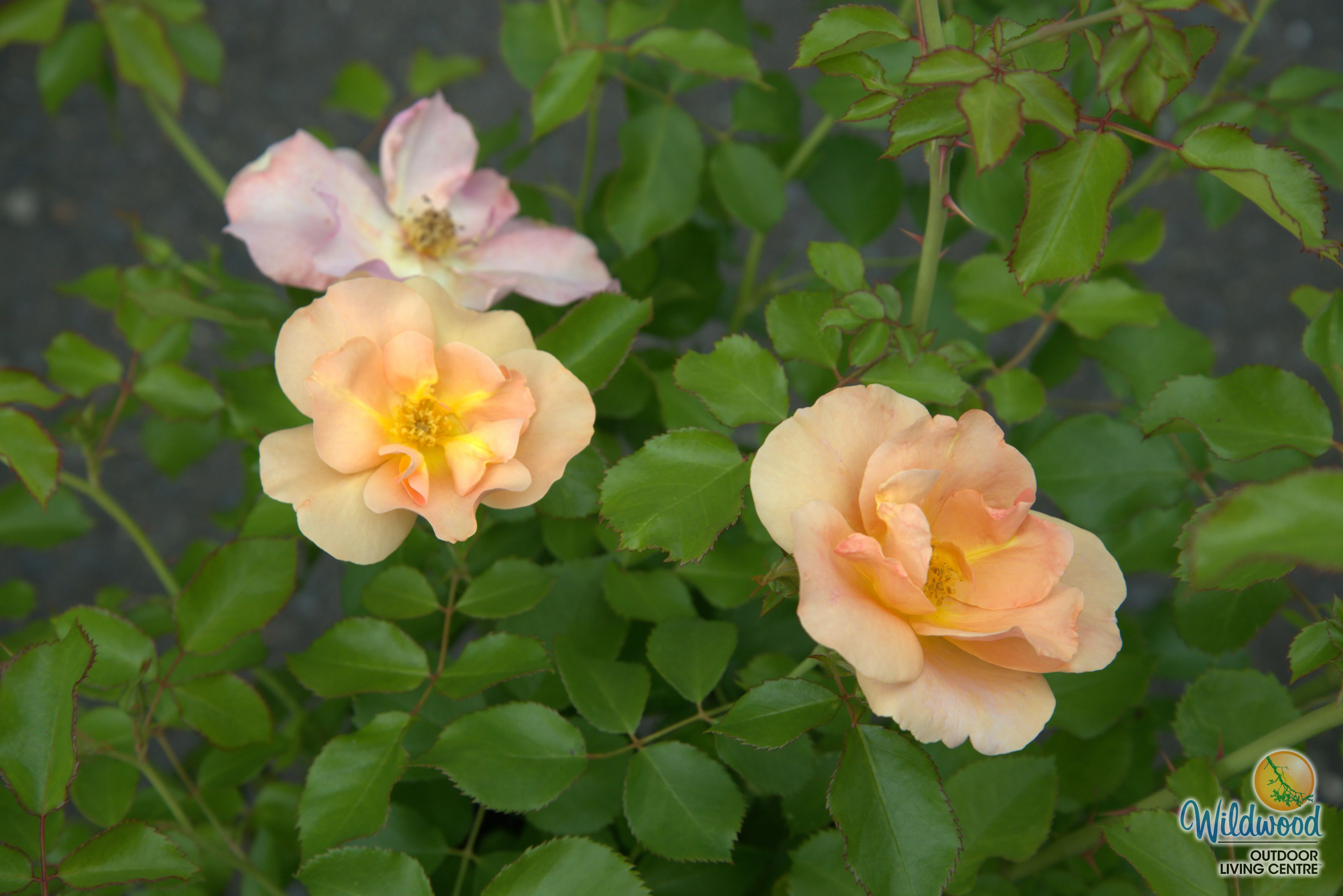 Chinook Sunrise - Cold Hardy Rose - Image 6