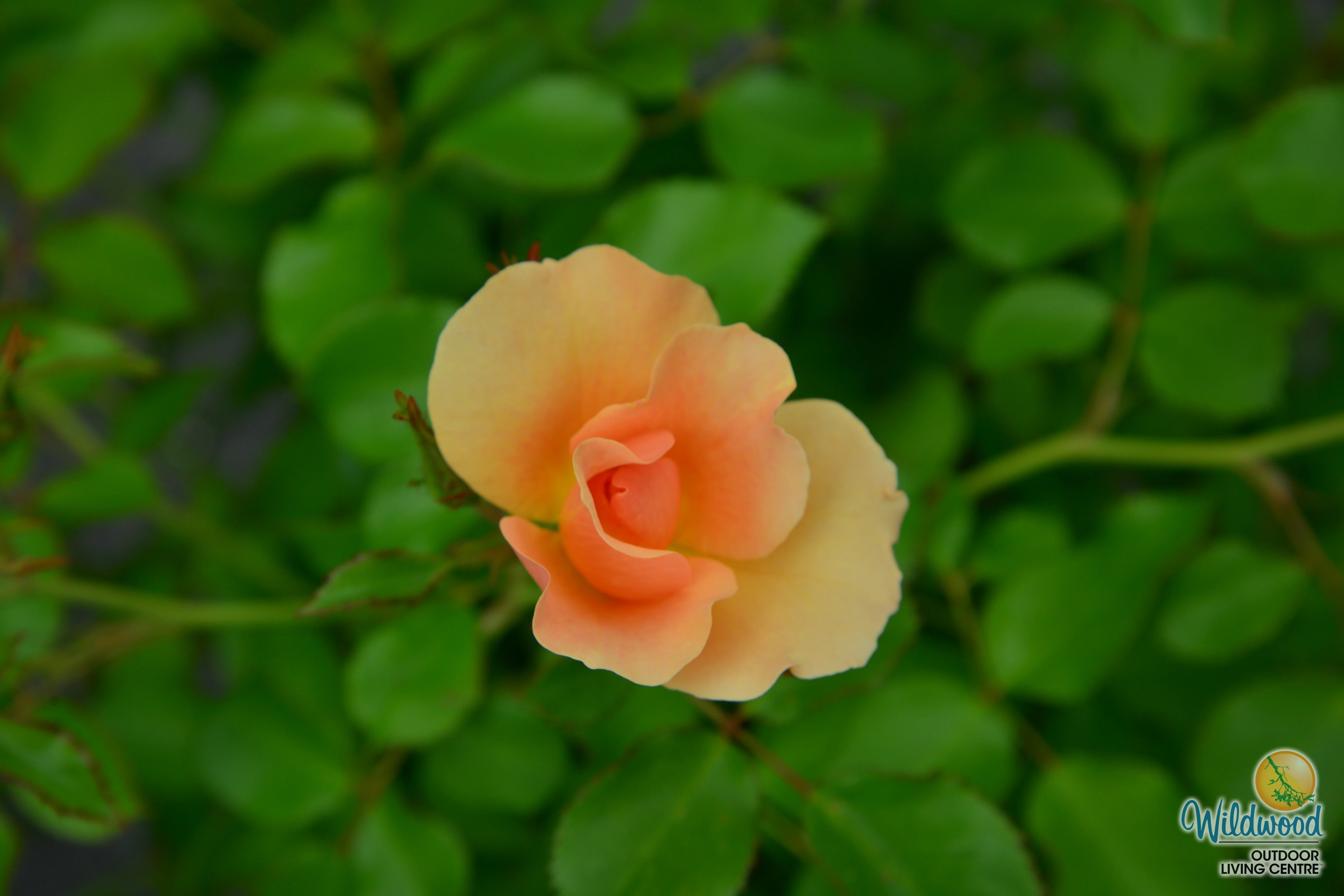 Chinook Sunrise - Cold Hardy Rose - Image 7