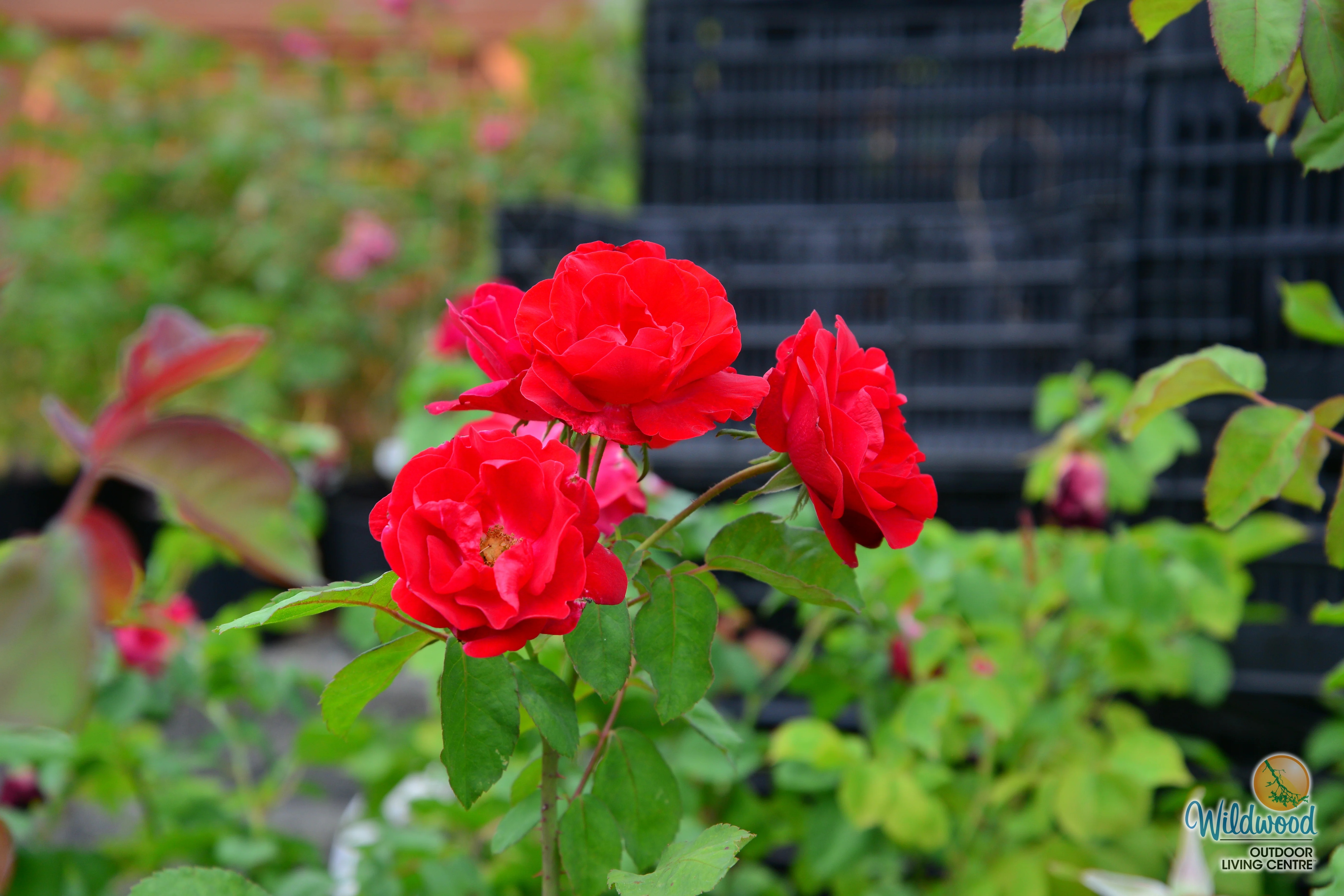 Emily Carr - Cold Hardy Rose - Image 3