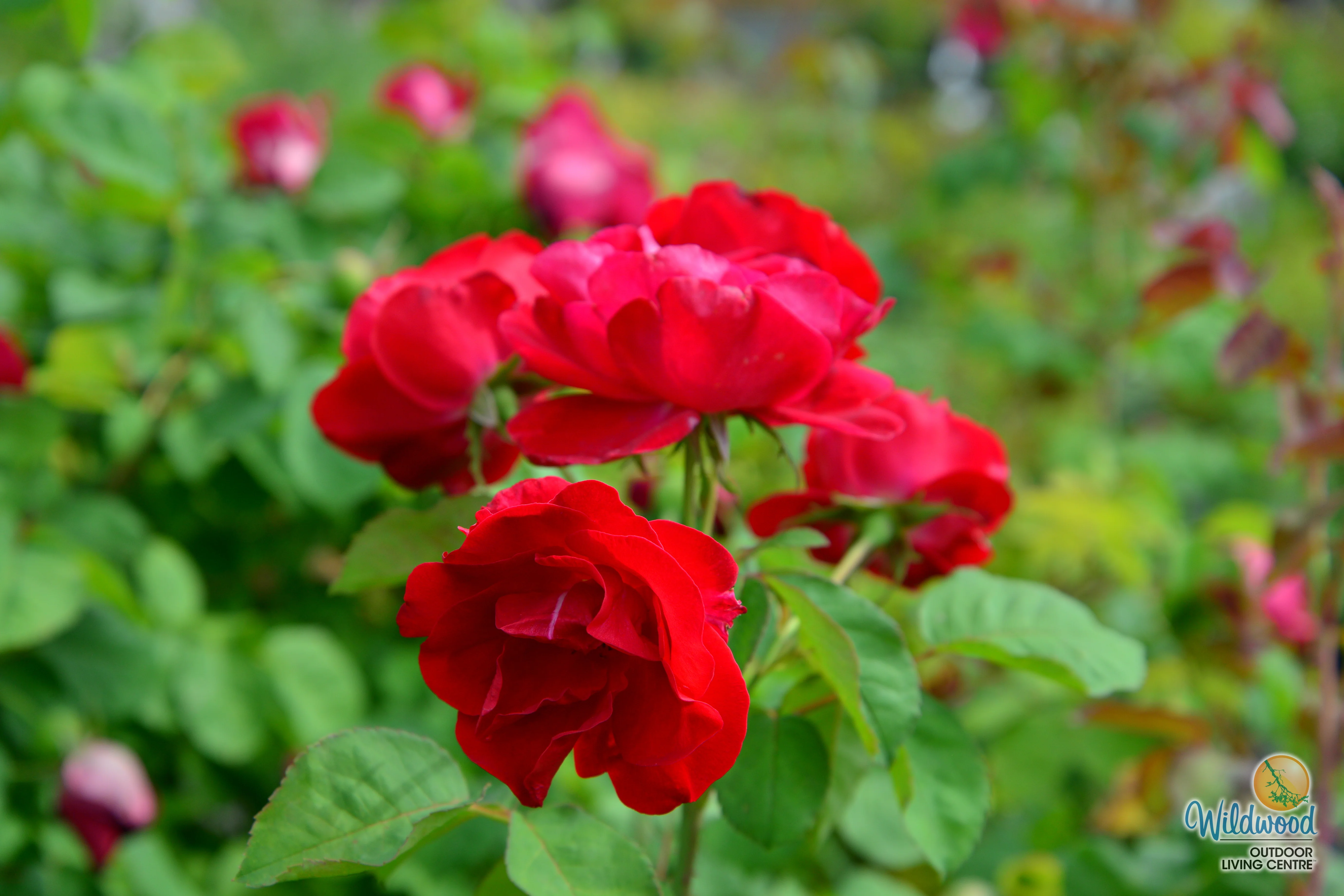 Emily Carr - Cold Hardy Rose - Image 4