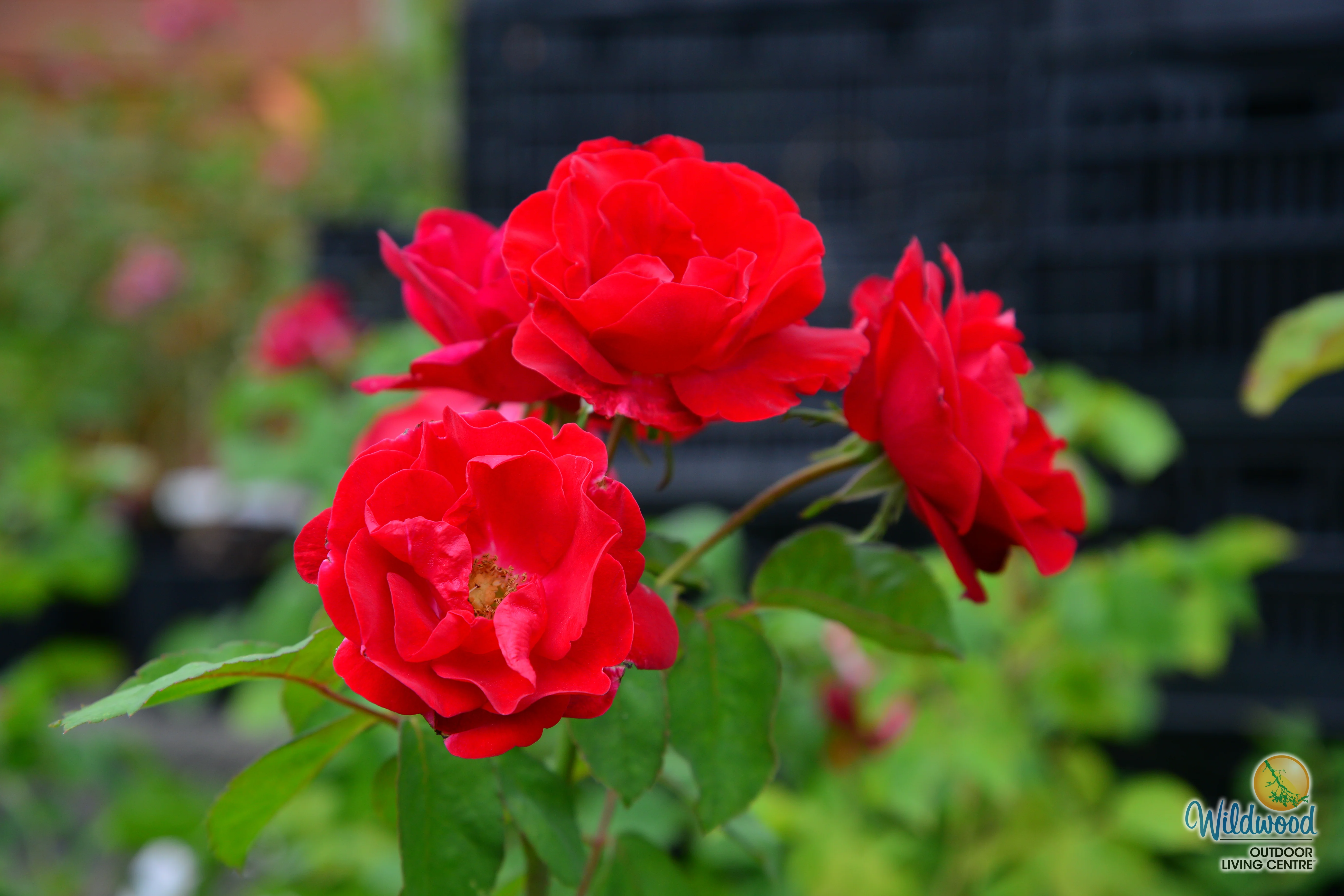 Emily Carr - Cold Hardy Rose - Image 5