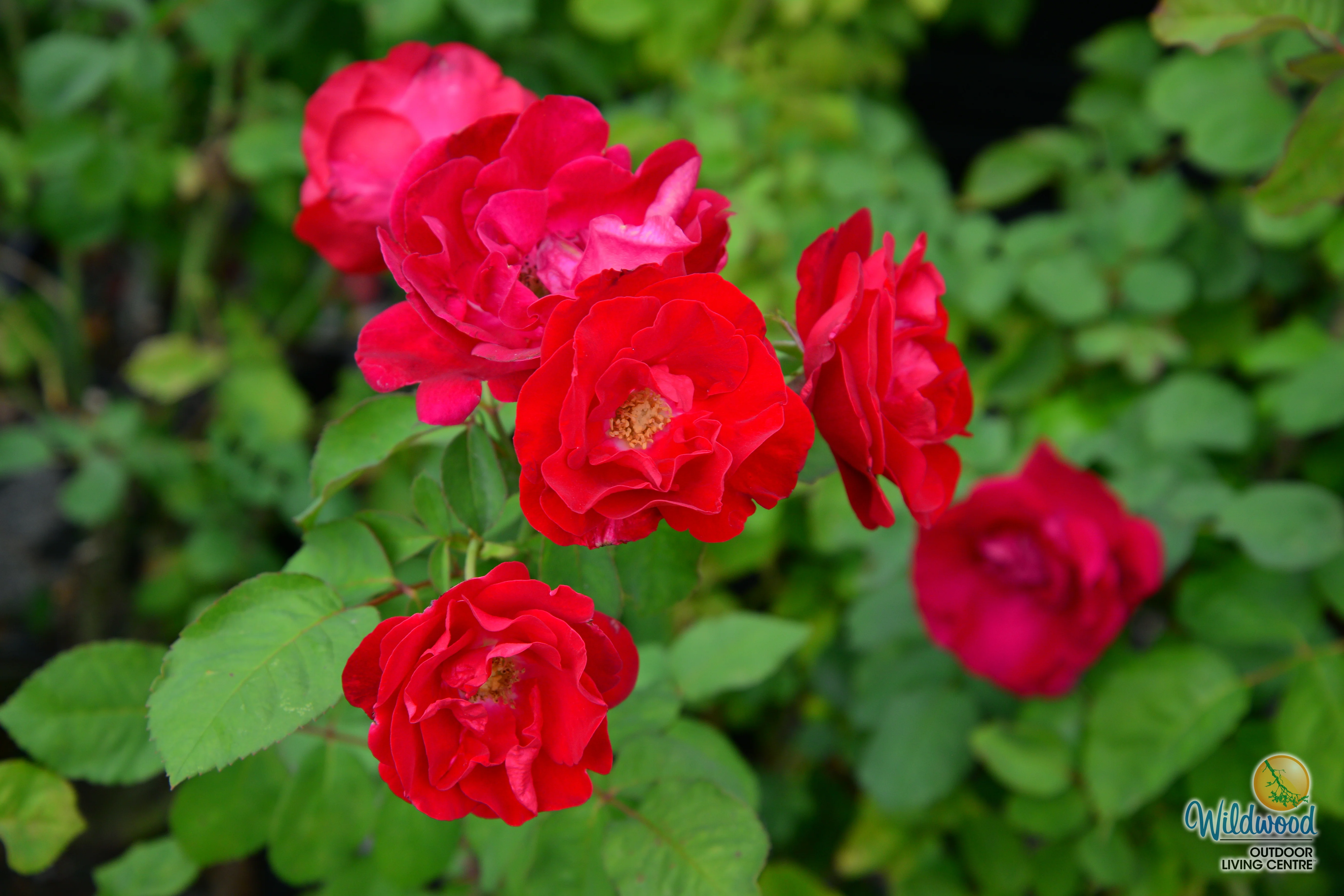 Emily Carr - Cold Hardy Rose - Image 6