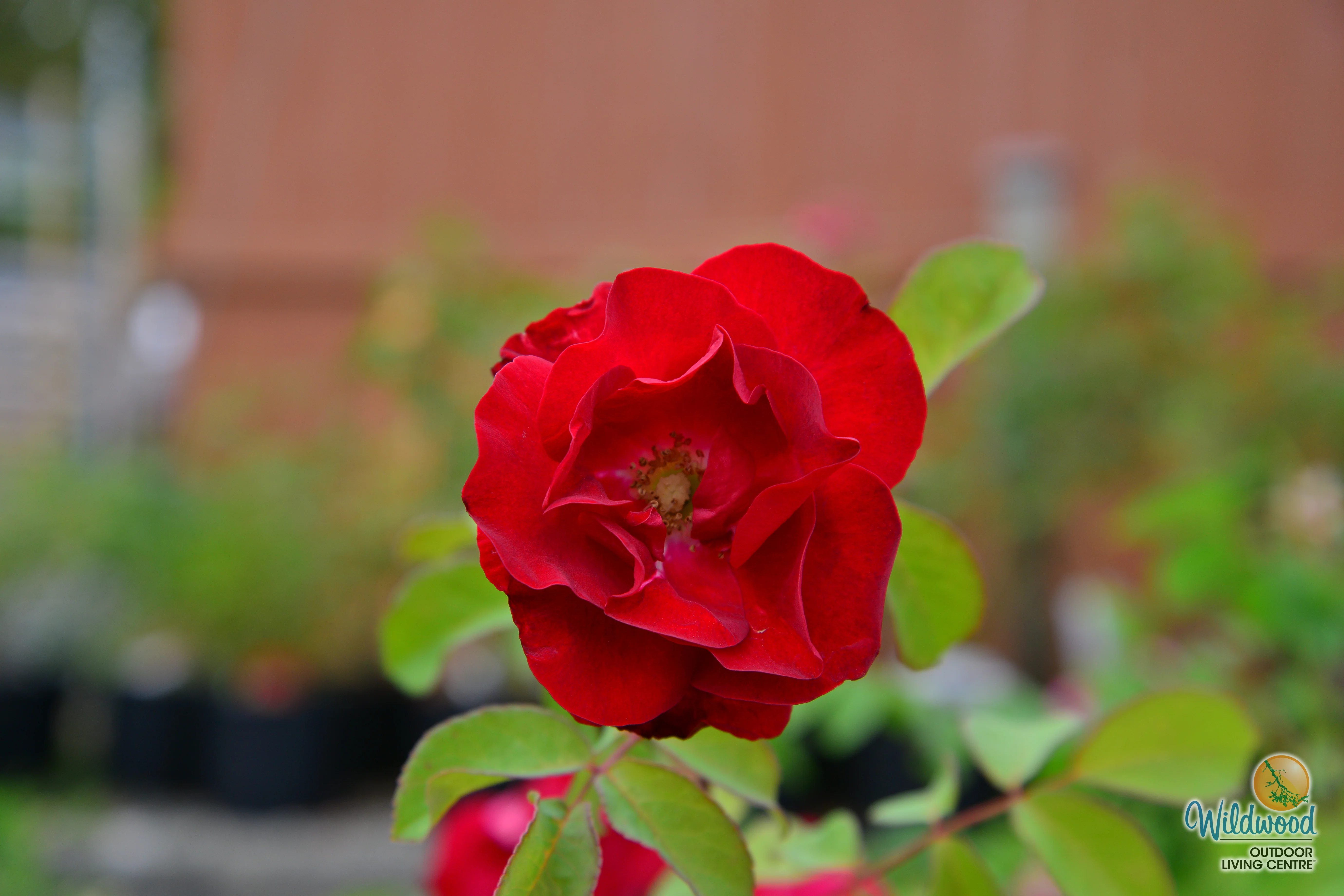 Emily Carr - Cold Hardy Rose - Image 7