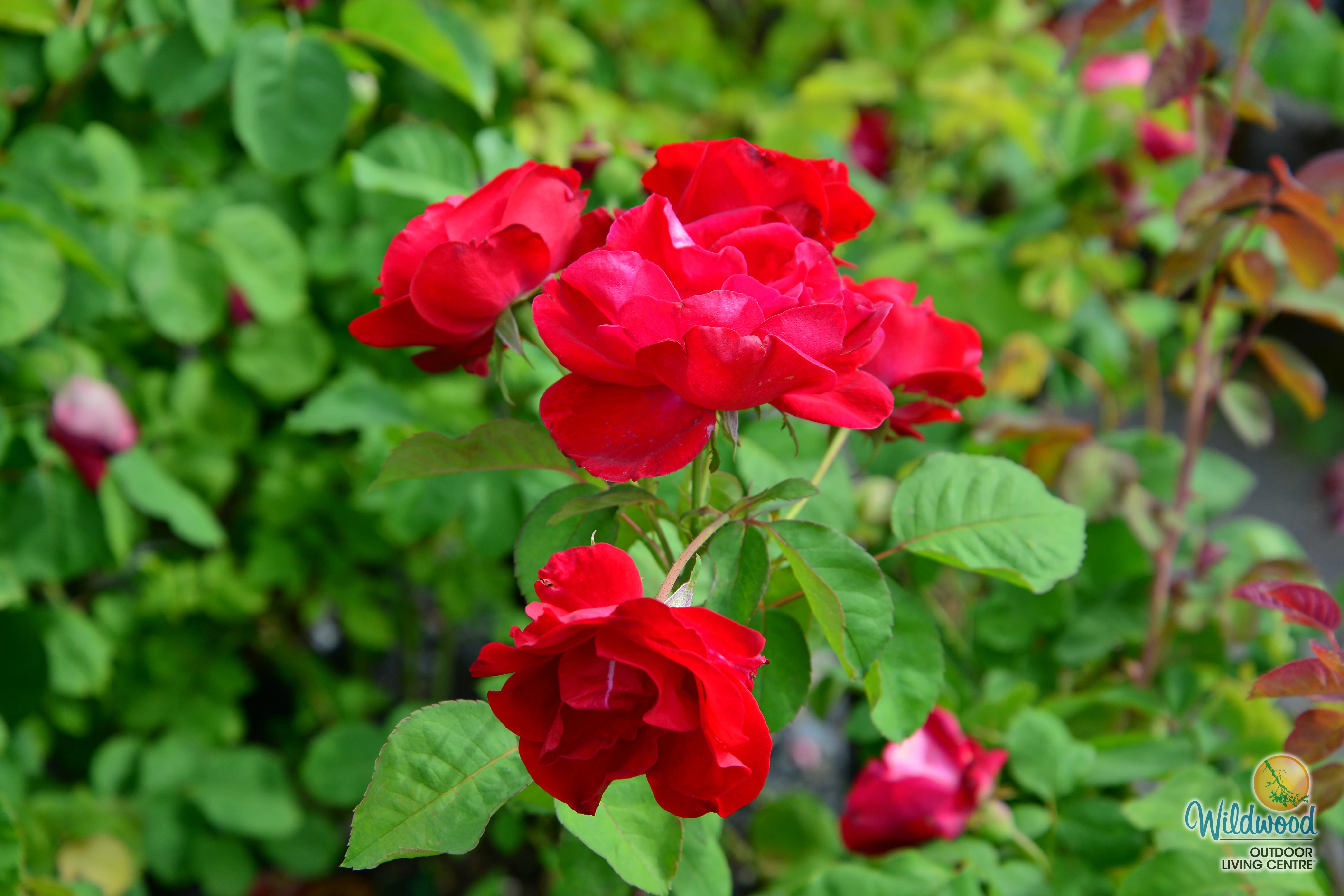 Emily Carr - Cold Hardy Rose - Image 8