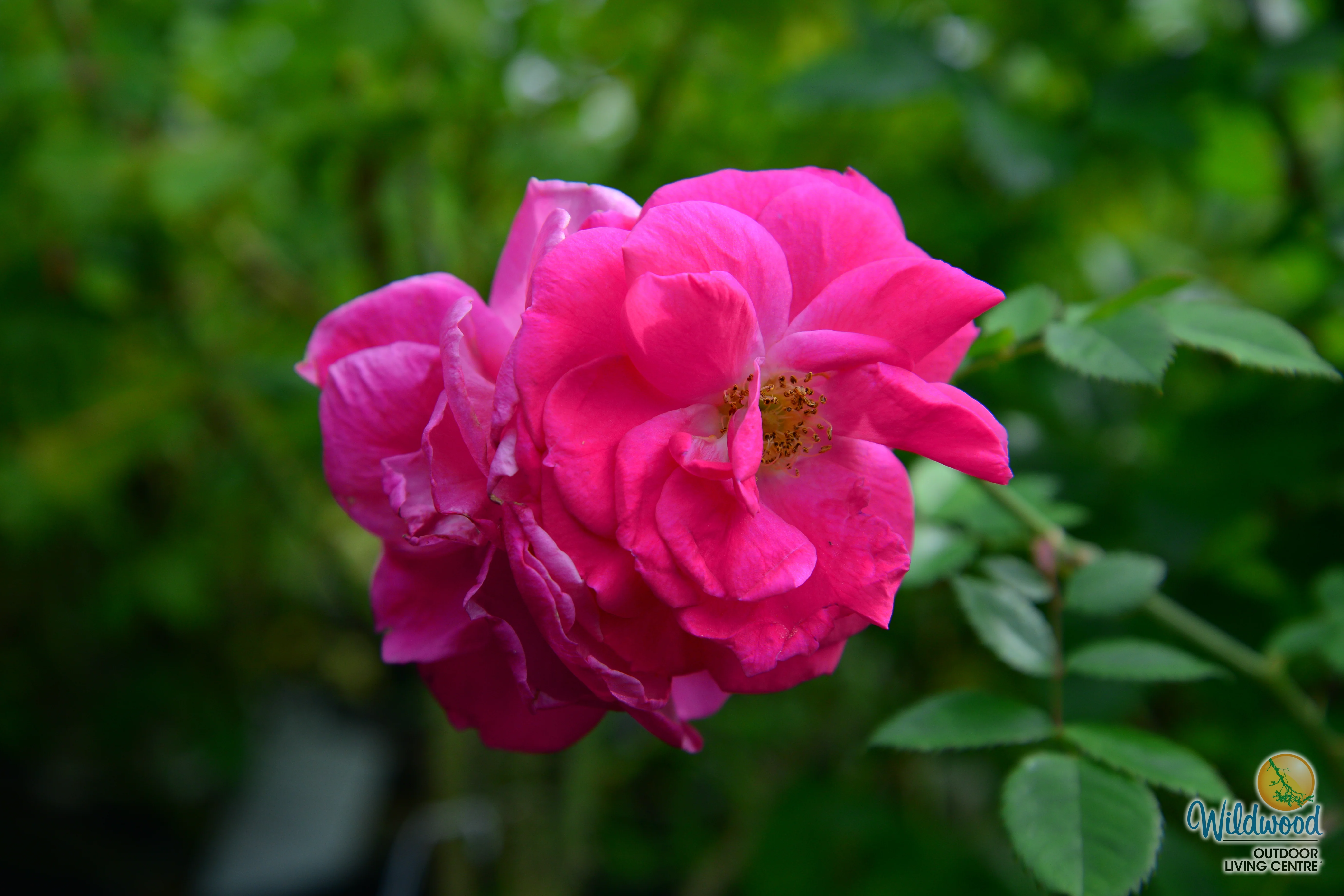 Felix LeClerc - Cold Hardy Rose - Image 3