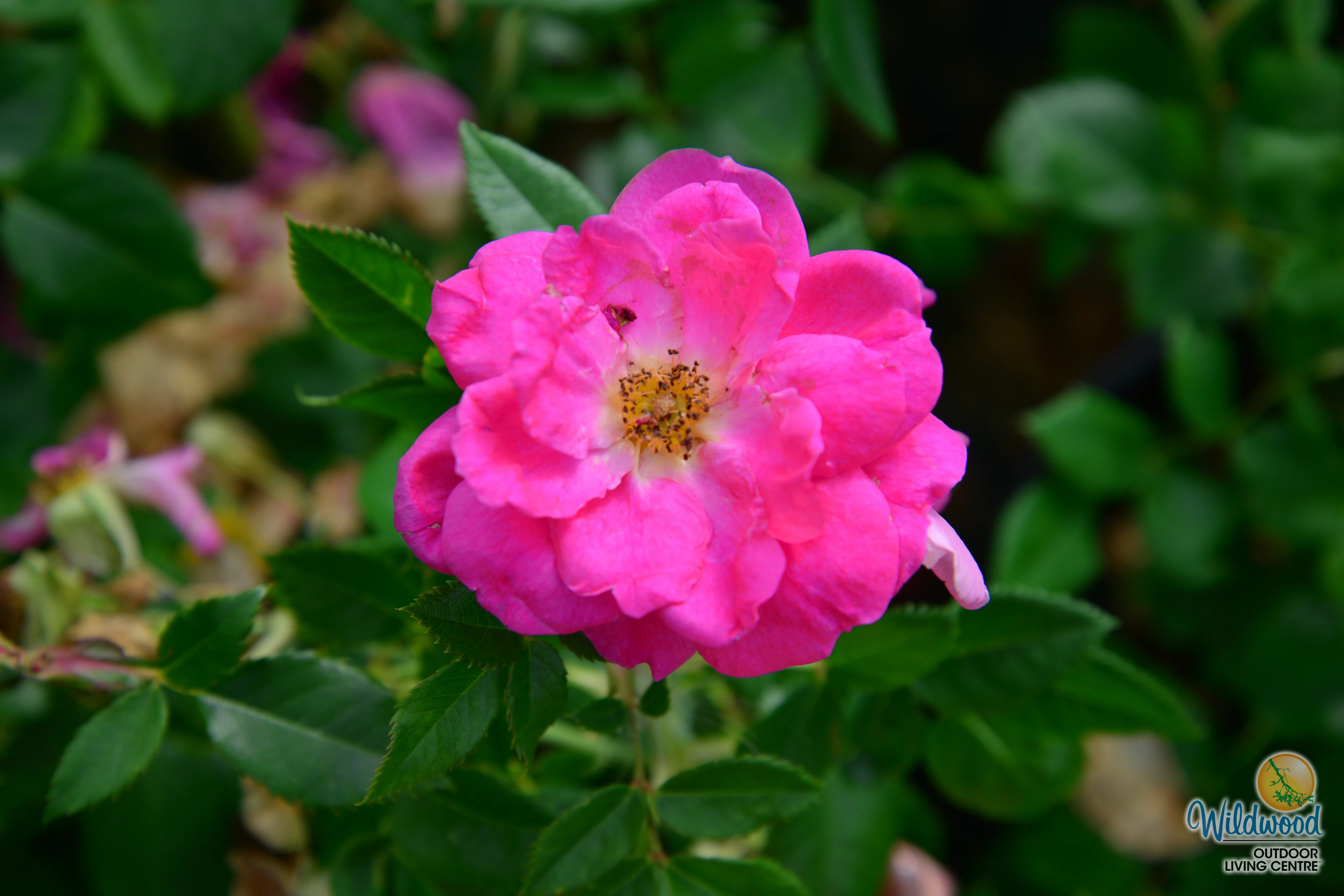 Felix LeClerc - Cold Hardy Rose - Image 4