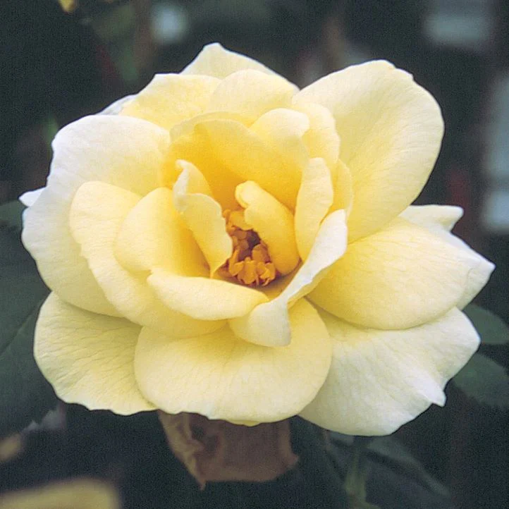 J.P. Connell - Cold Hardy Rose - Image 3