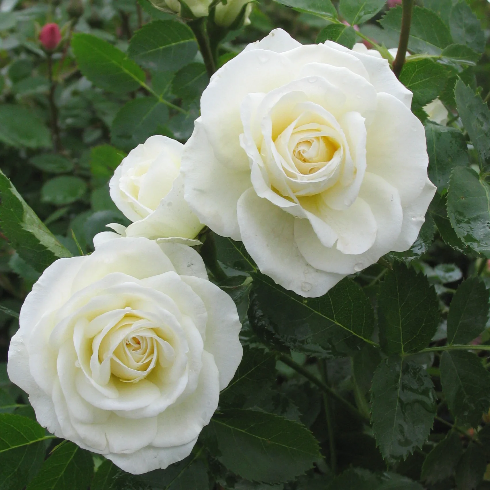 J.P. Connell - Cold Hardy Rose - Image 4