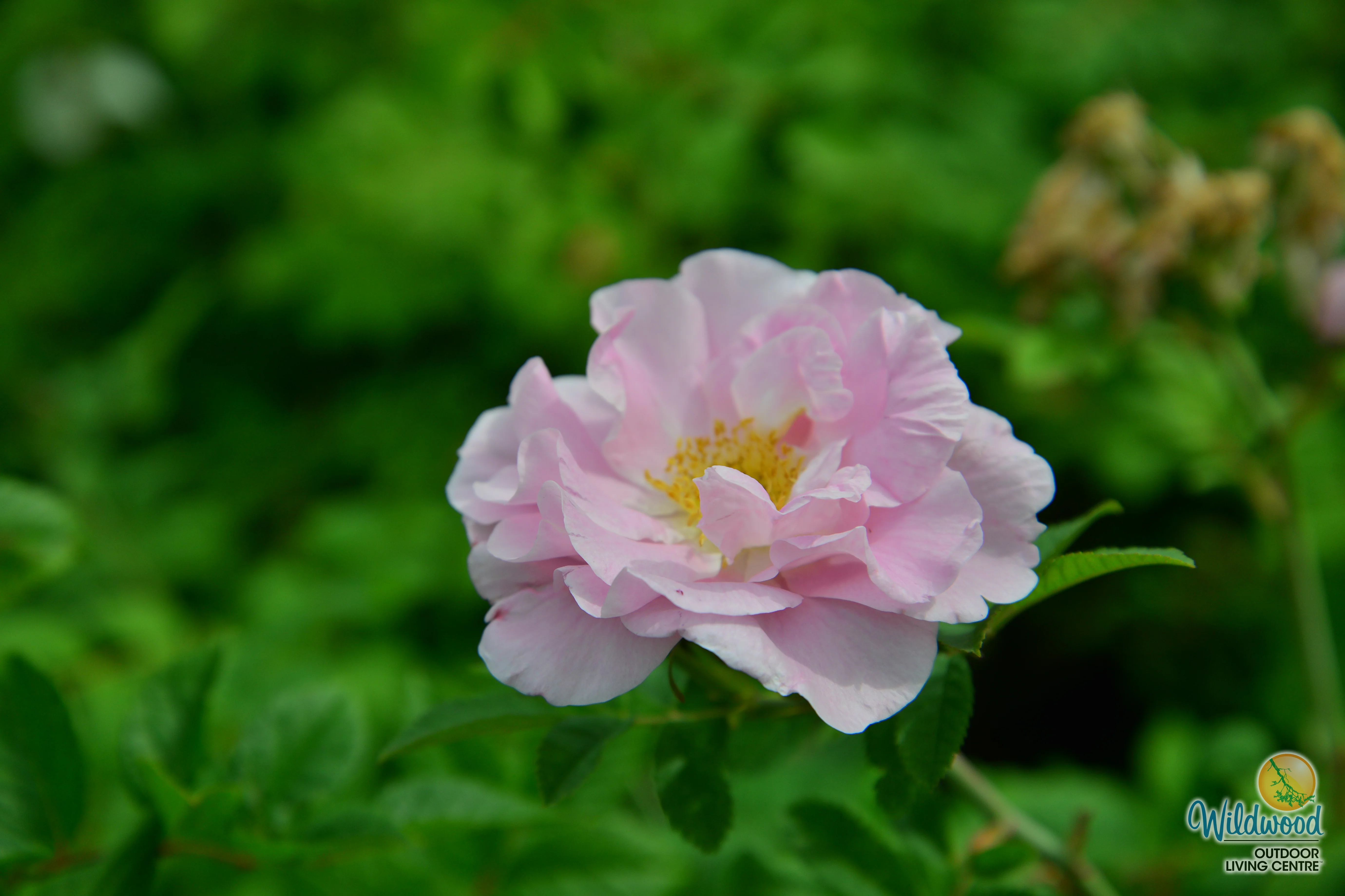Martin Frosbisher - Cold Hardy Rose - Image 2