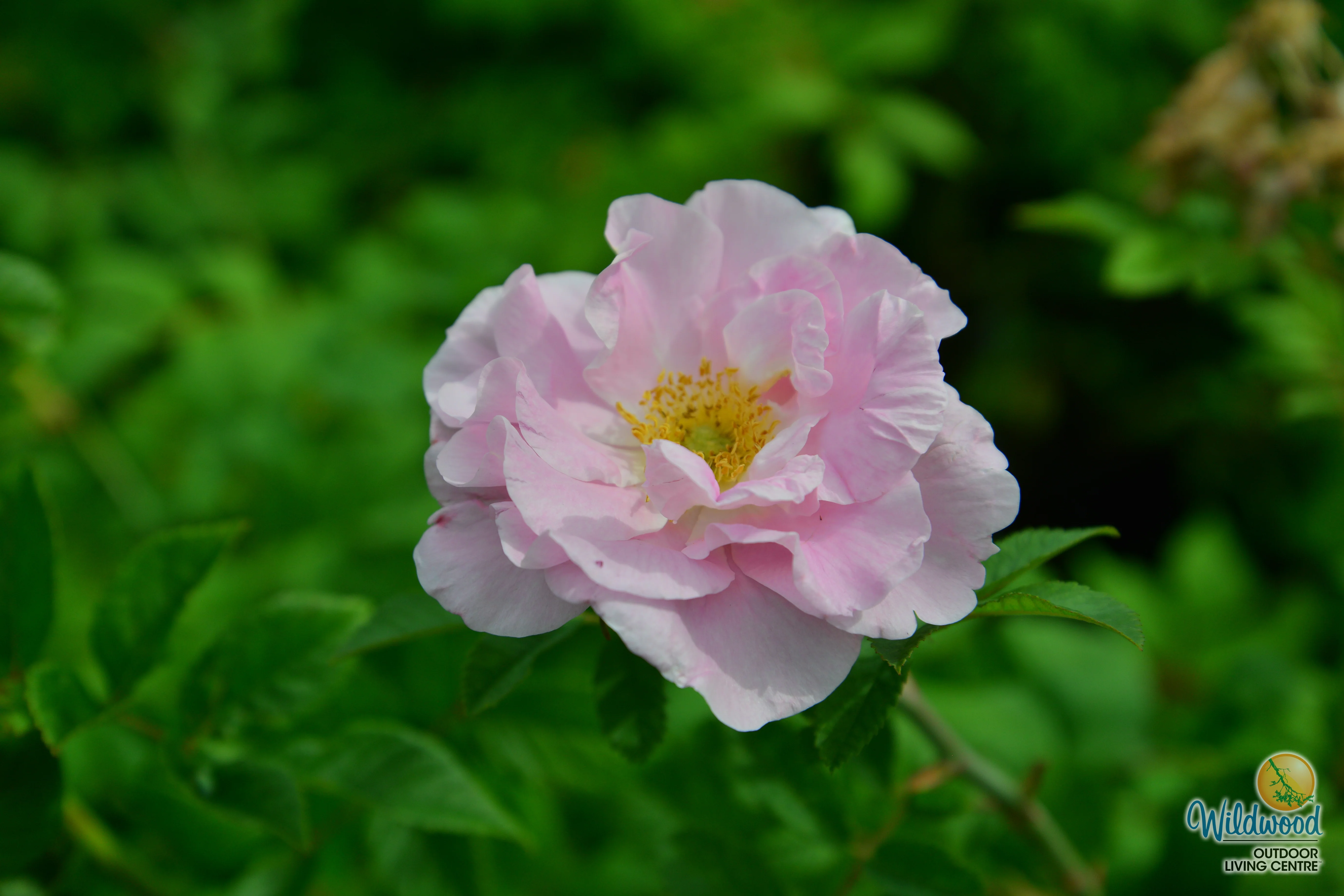 Martin Frosbisher - Cold Hardy Rose - Image 3