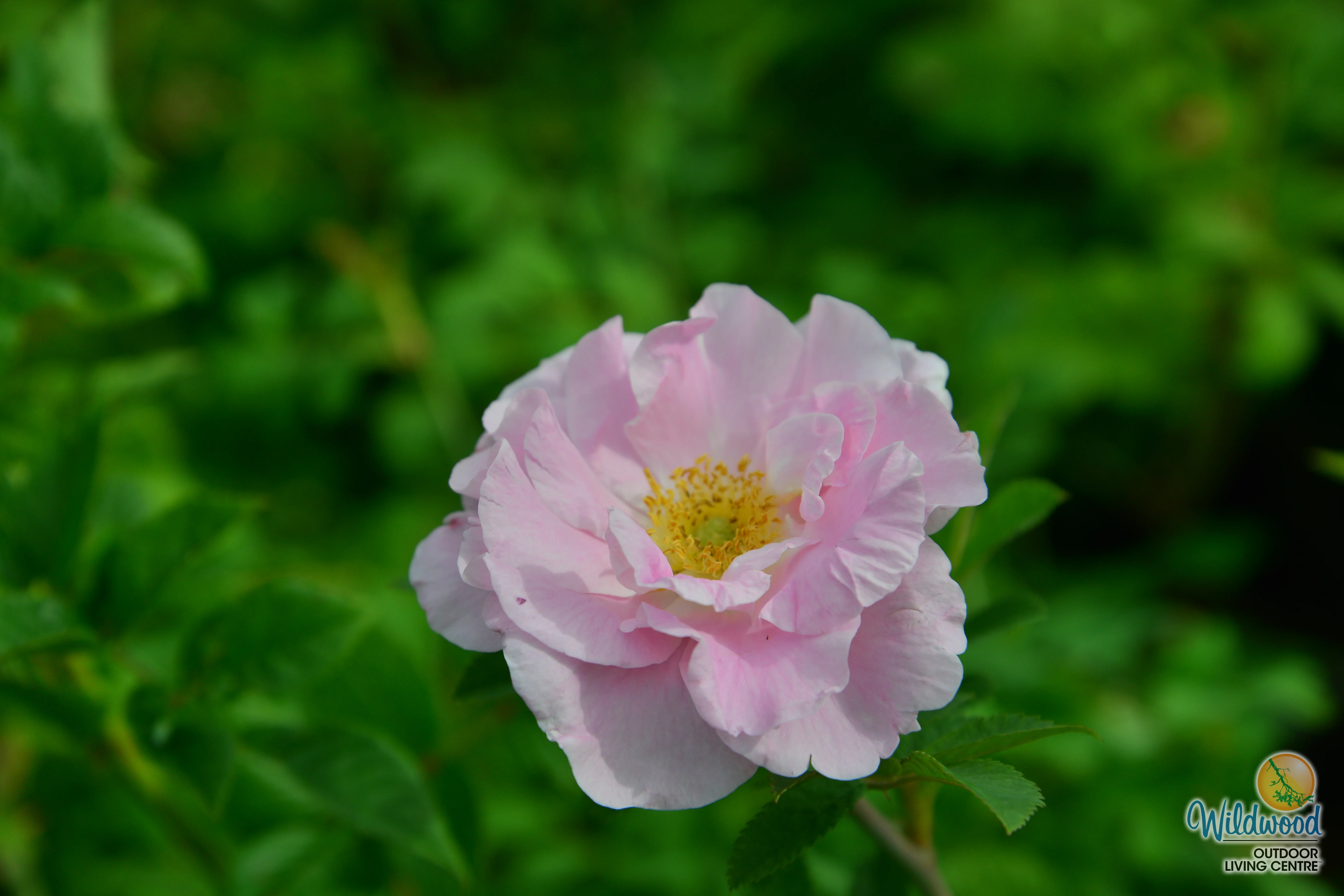 Martin Frosbisher - Cold Hardy Rose - Image 4