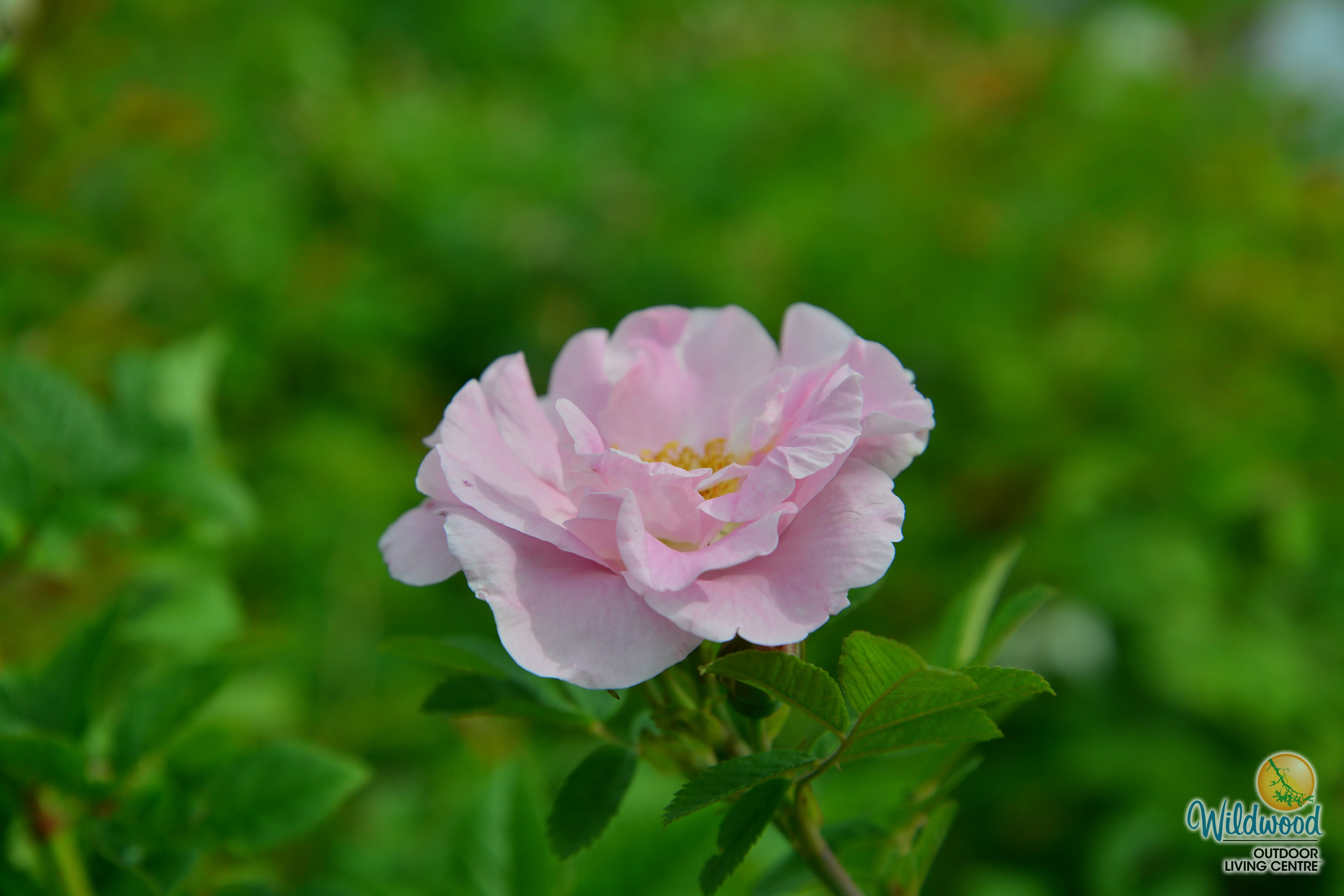 Martin Frosbisher - Cold Hardy Rose - Image 5