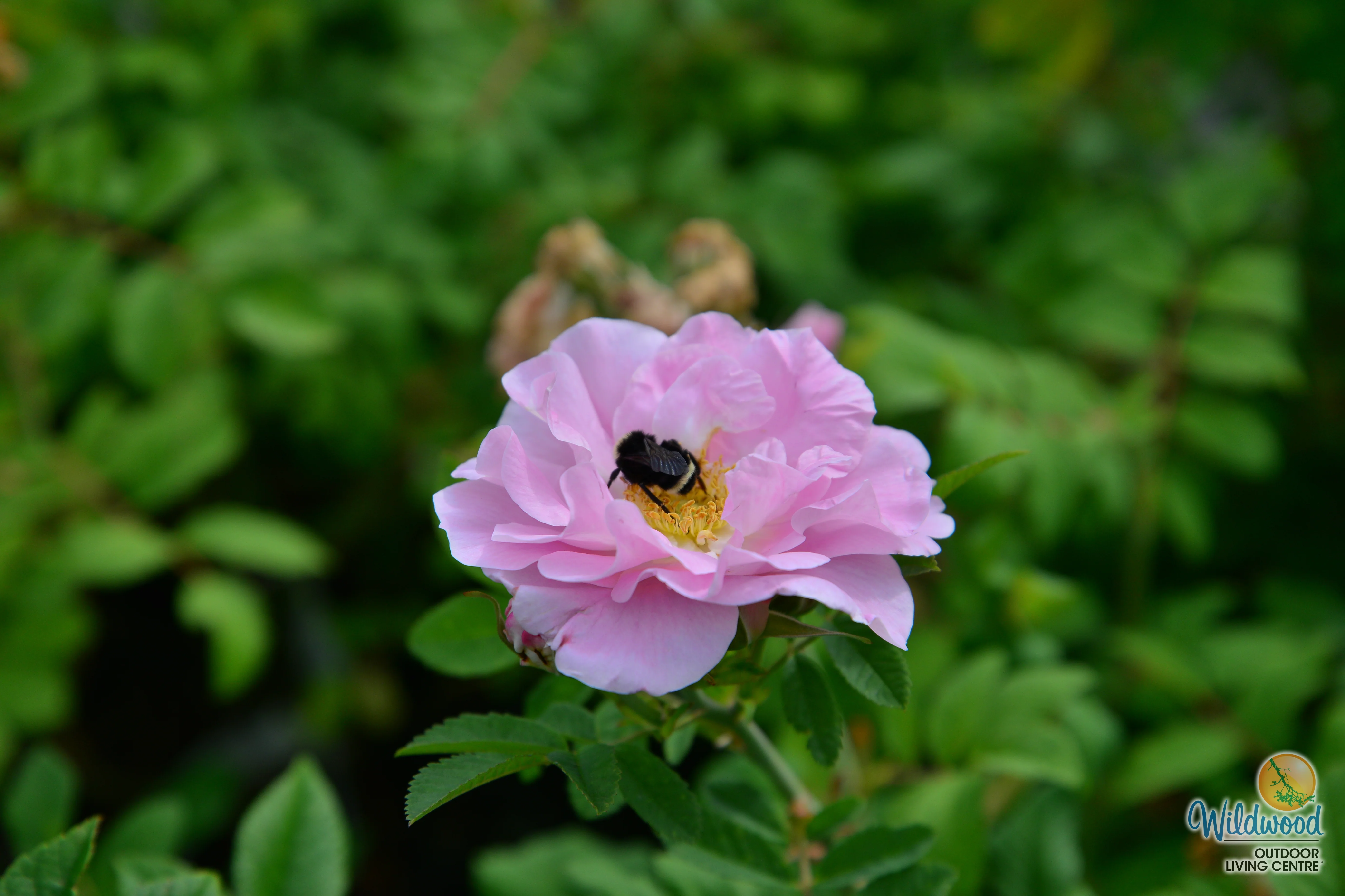 Martin Frosbisher - Cold Hardy Rose - Image 6