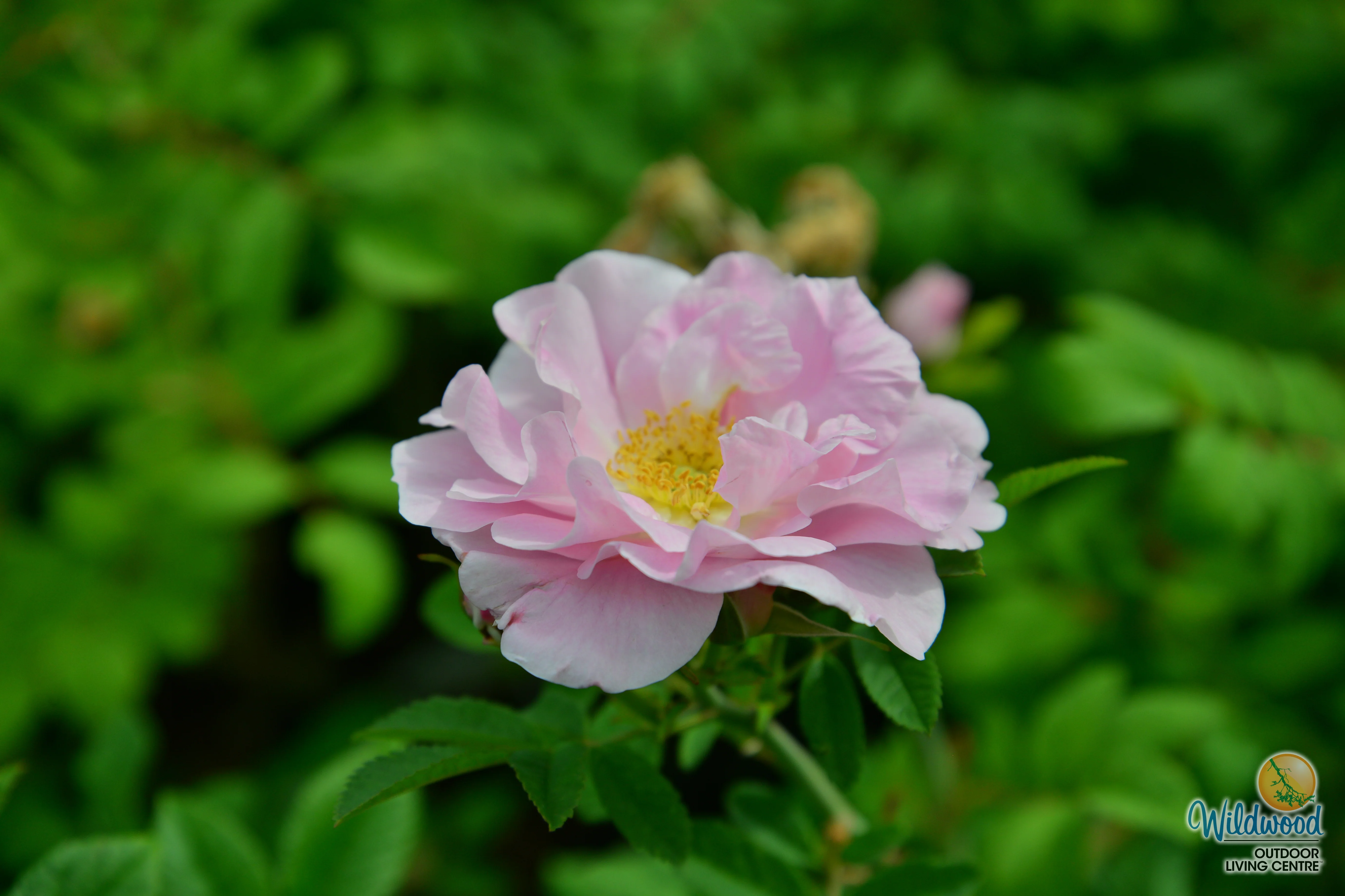 Martin Frosbisher - Cold Hardy Rose - Image 7
