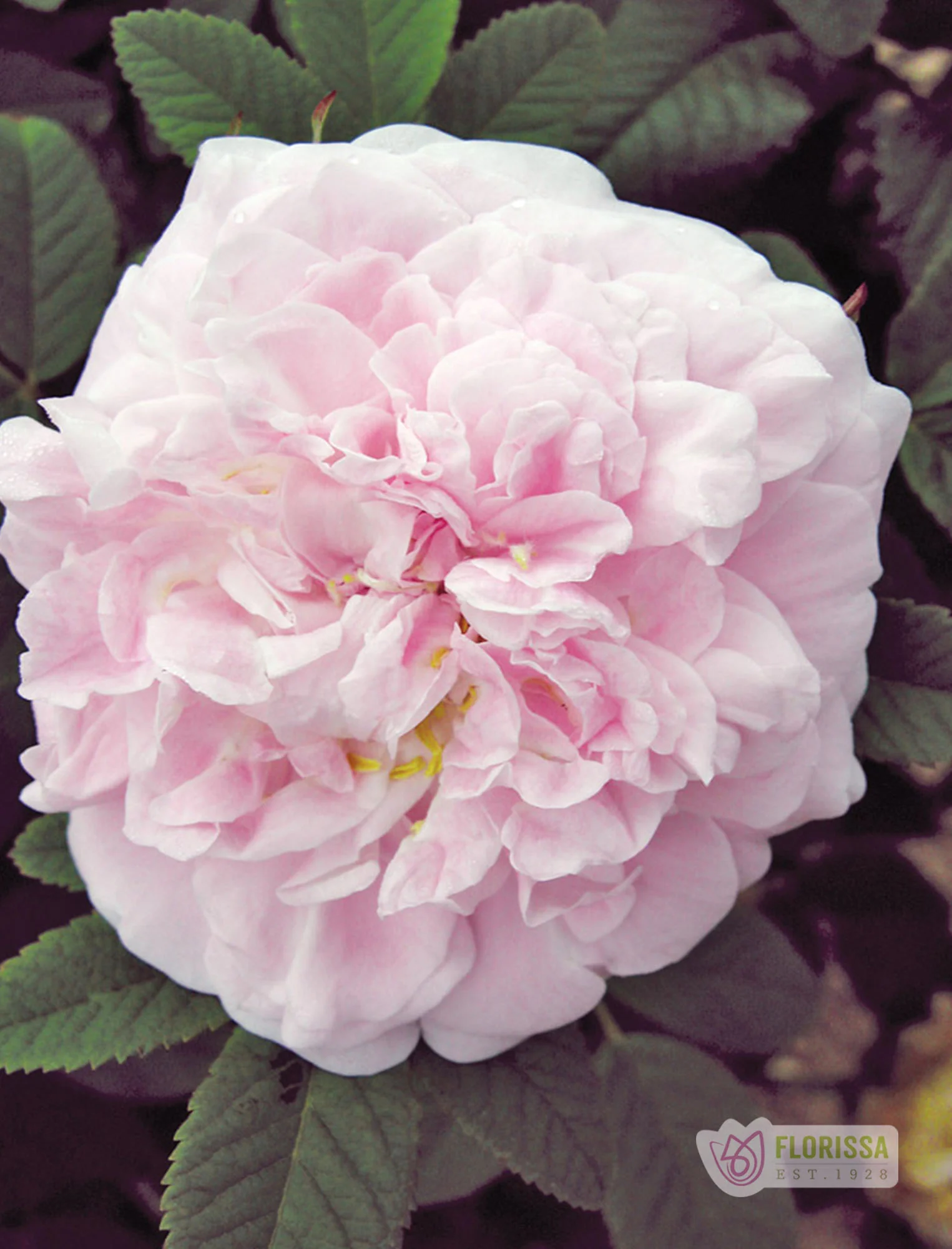 Martin Frosbisher - Cold Hardy Rose - Image 8