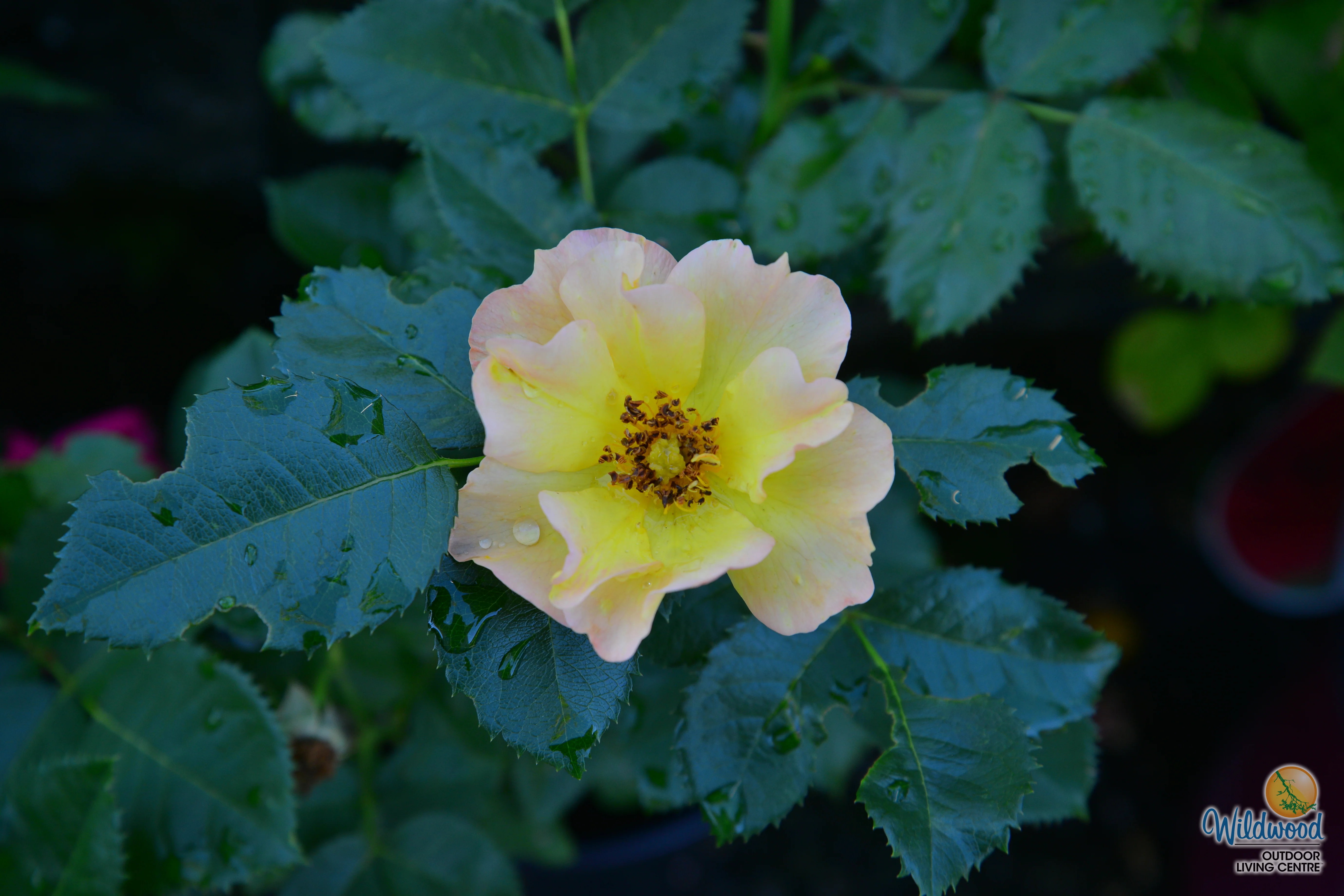 Morden Sunrise - Cold Hardy Rose - Image 2