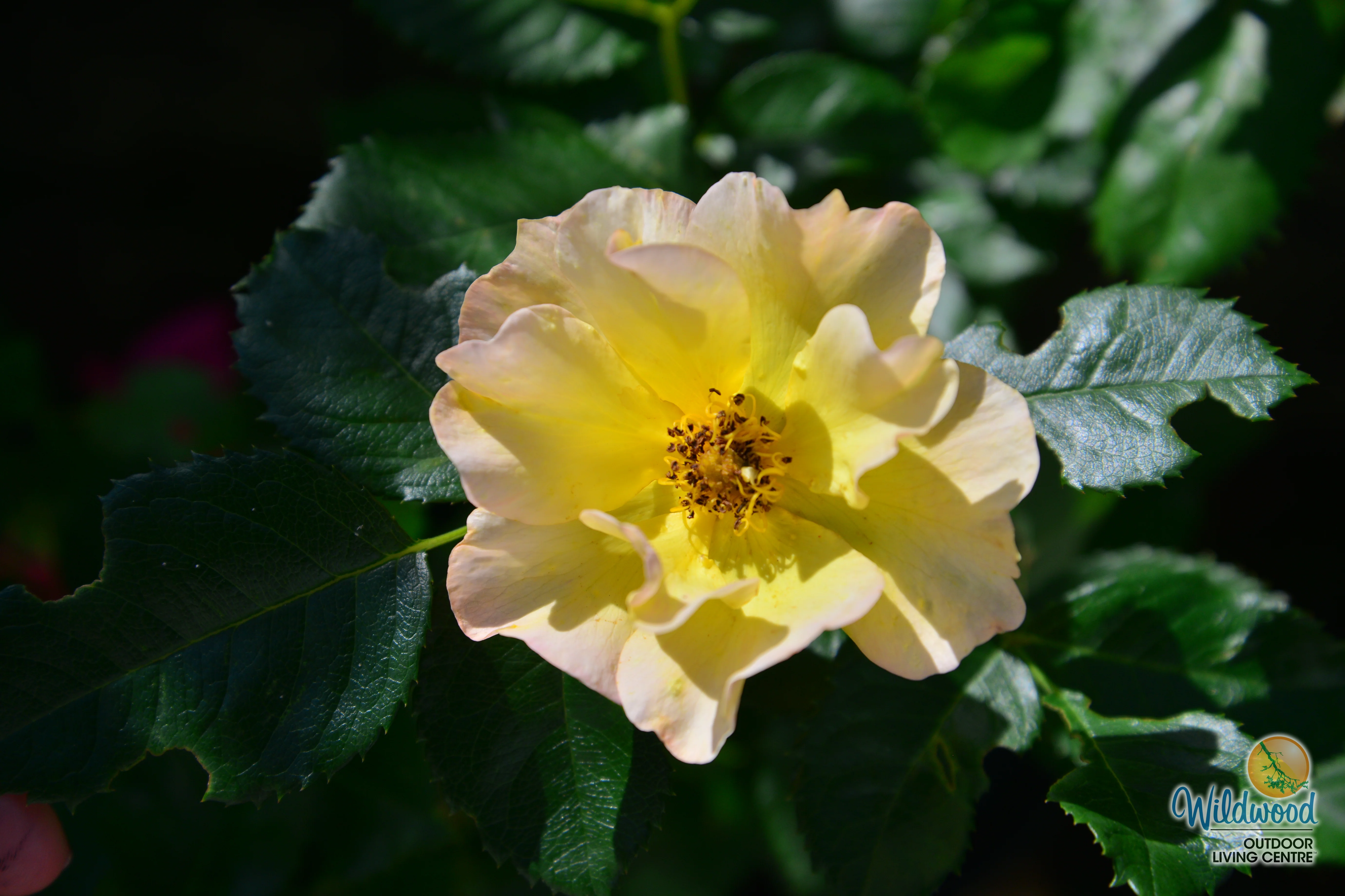 Morden Sunrise - Cold Hardy Rose - Image 3