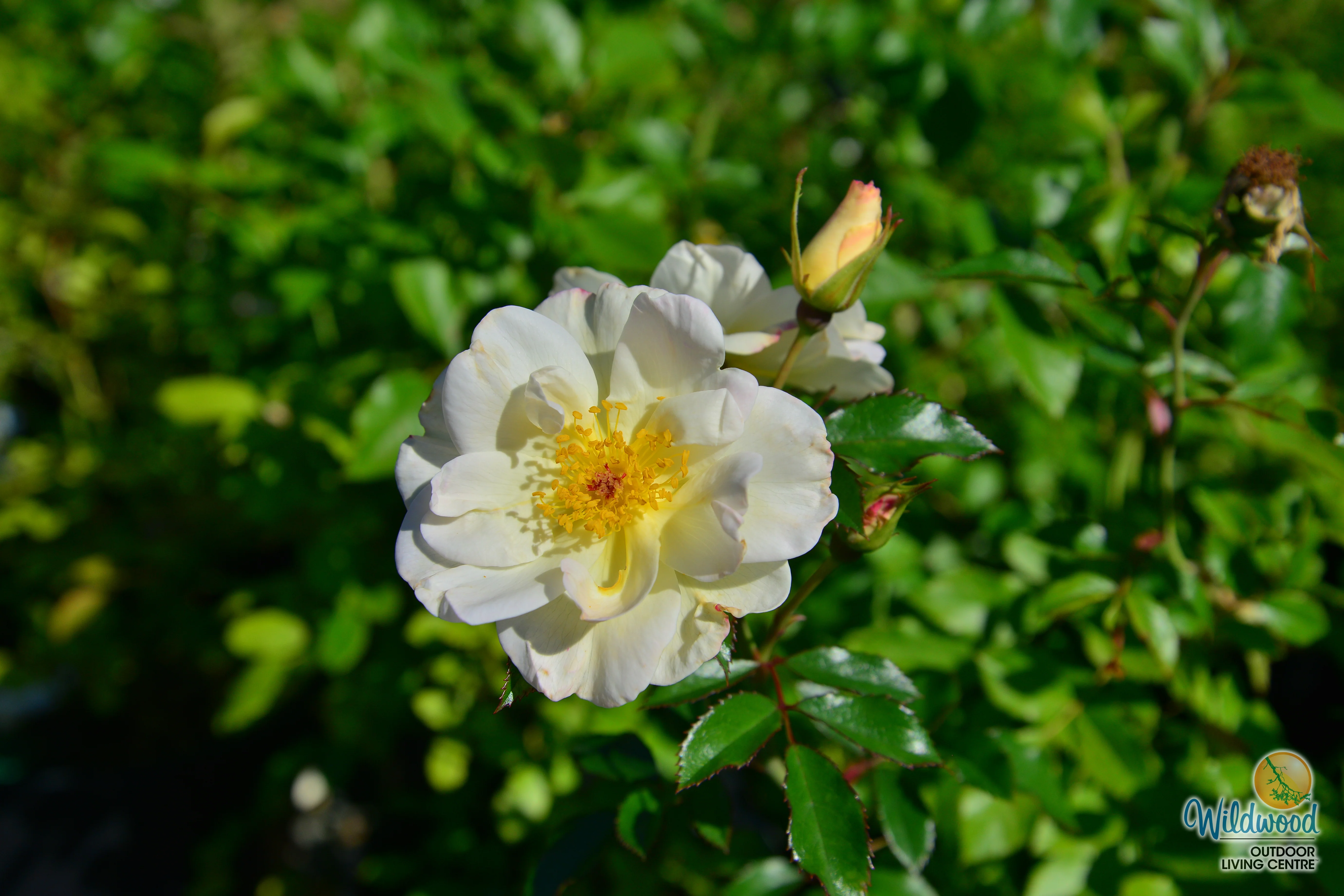 Oscar Peterson - Cold Hardy Rose - Image 10
