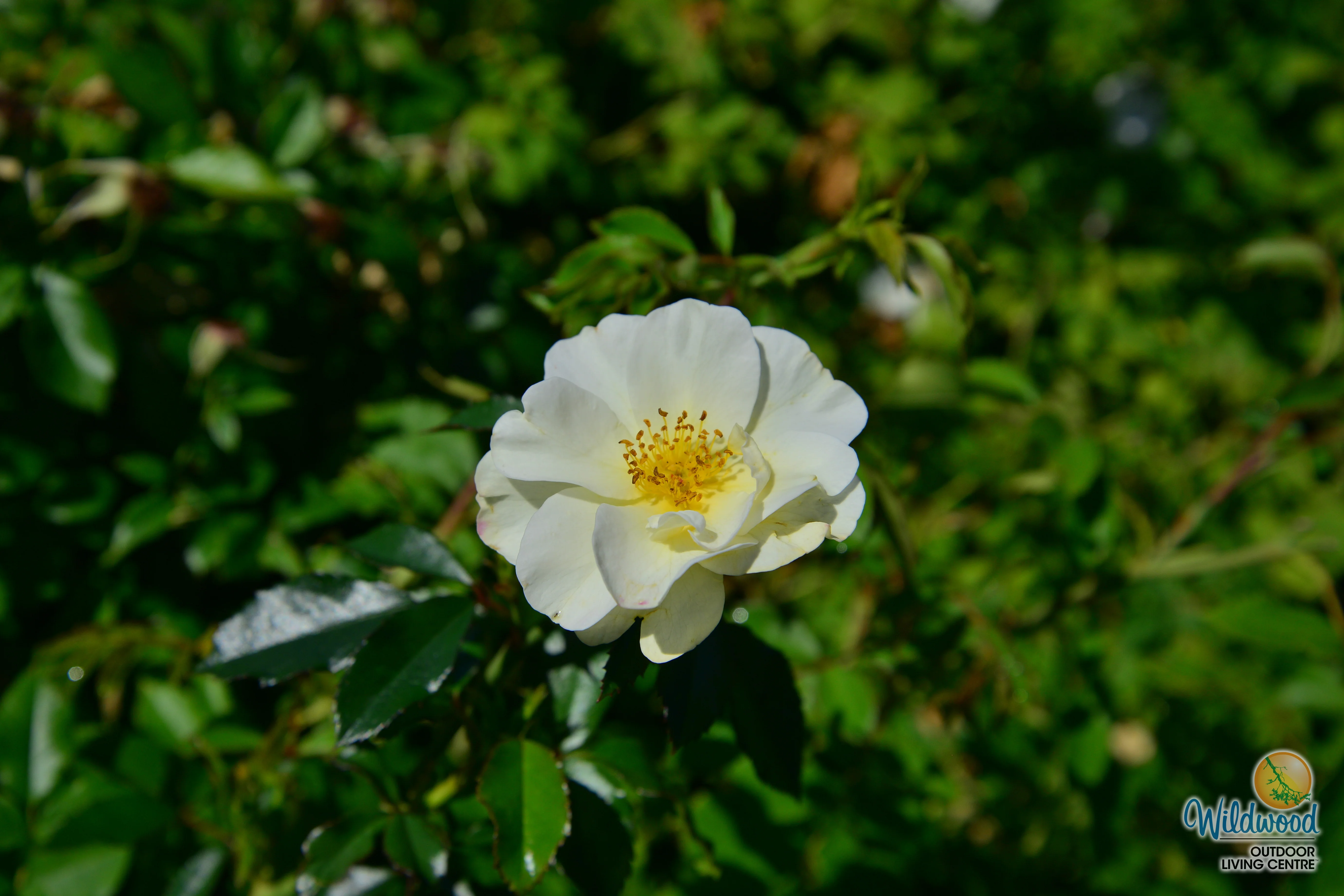 Oscar Peterson - Cold Hardy Rose - Image 11