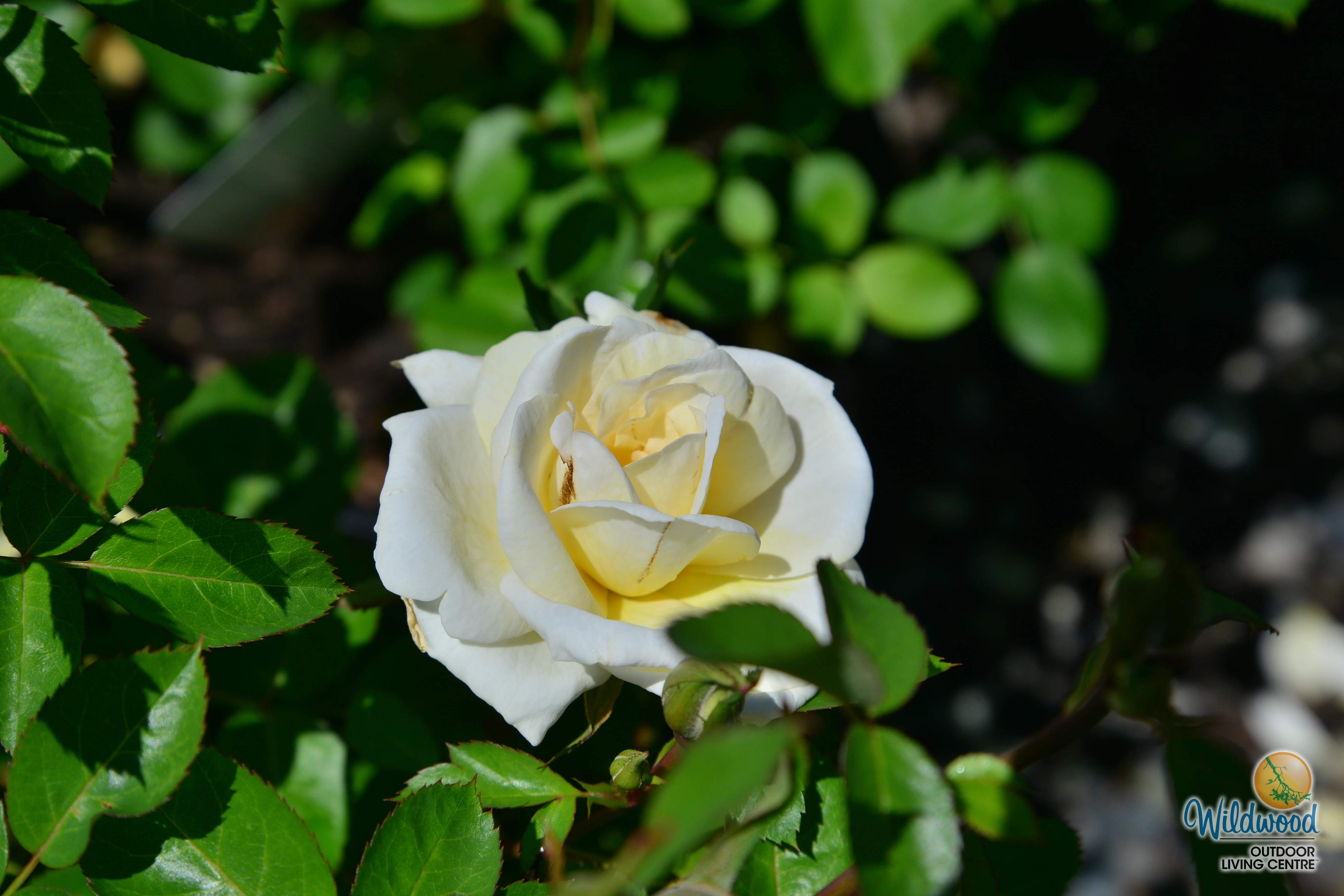 Oscar Peterson - Cold Hardy Rose - Image 3