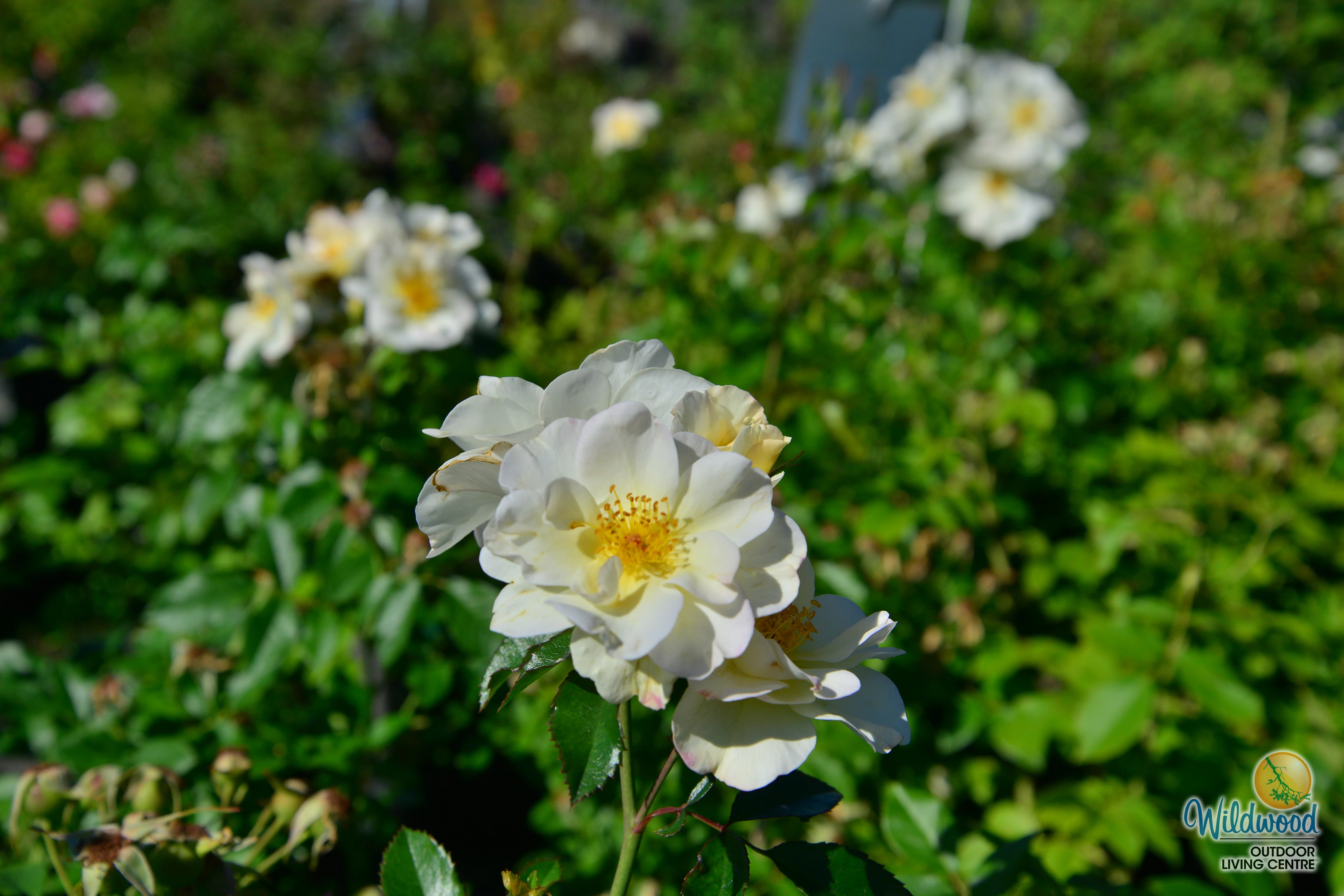 Oscar Peterson - Cold Hardy Rose - Image 5