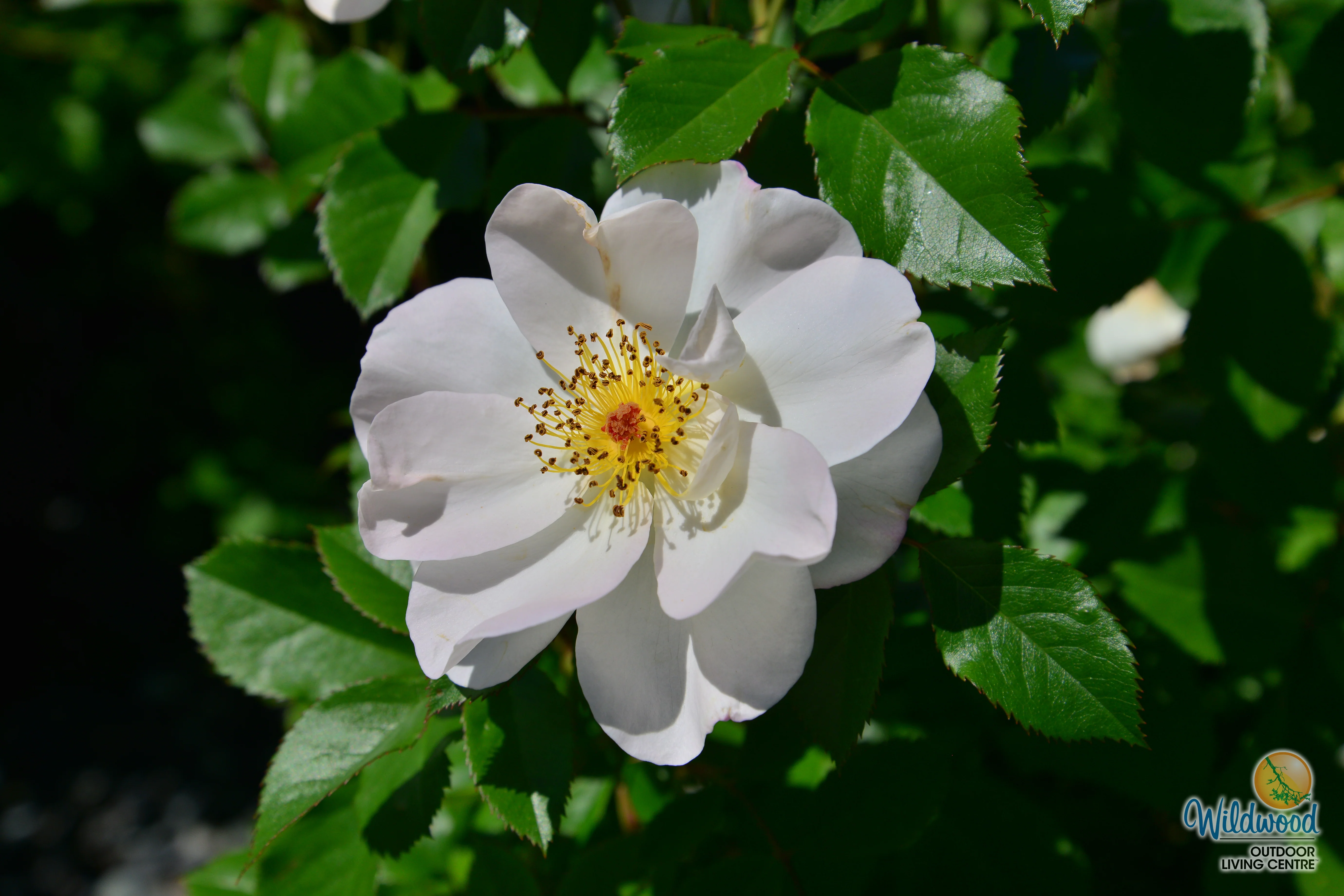 Oscar Peterson - Cold Hardy Rose - Image 7