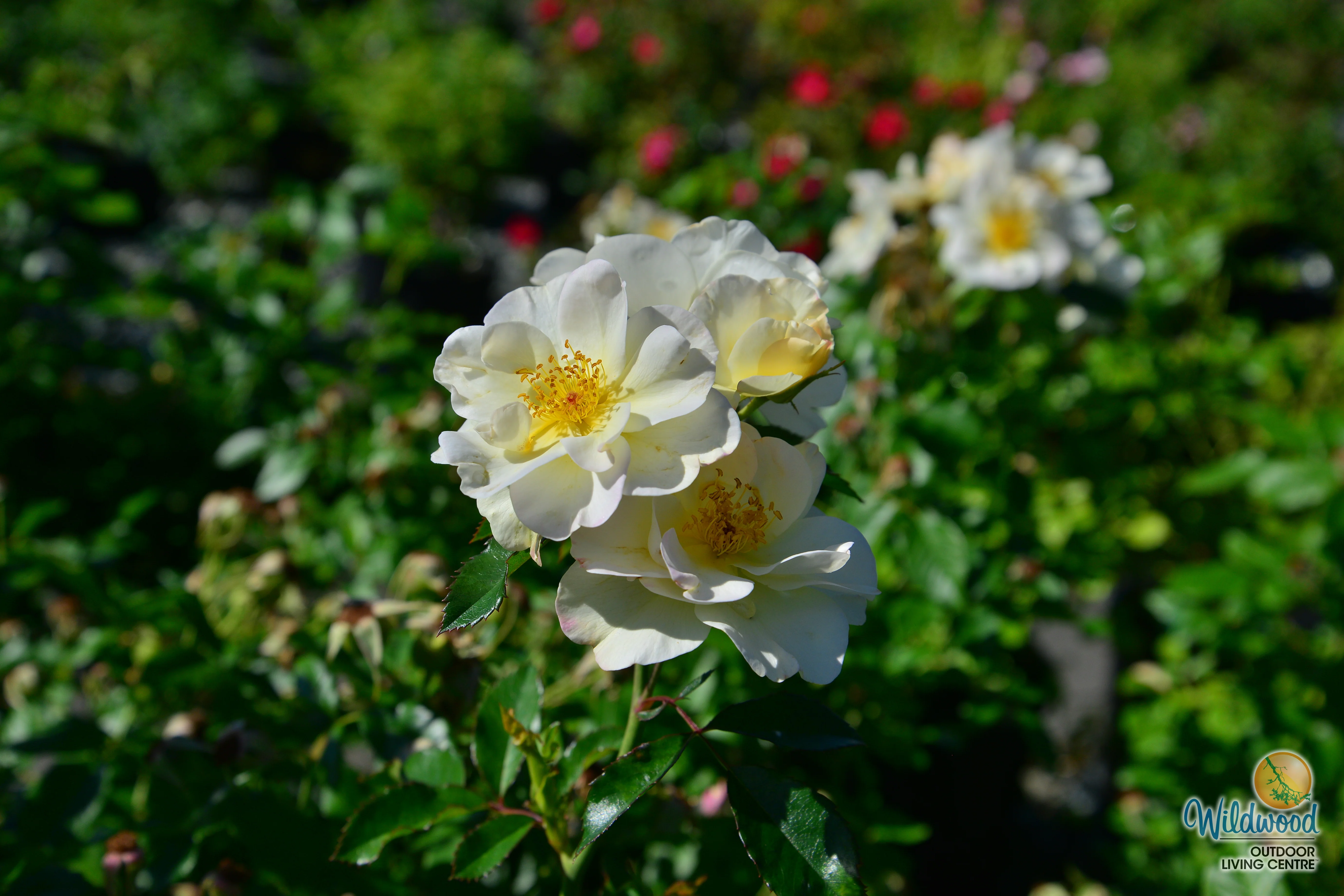 Oscar Peterson - Cold Hardy Rose - Image 8