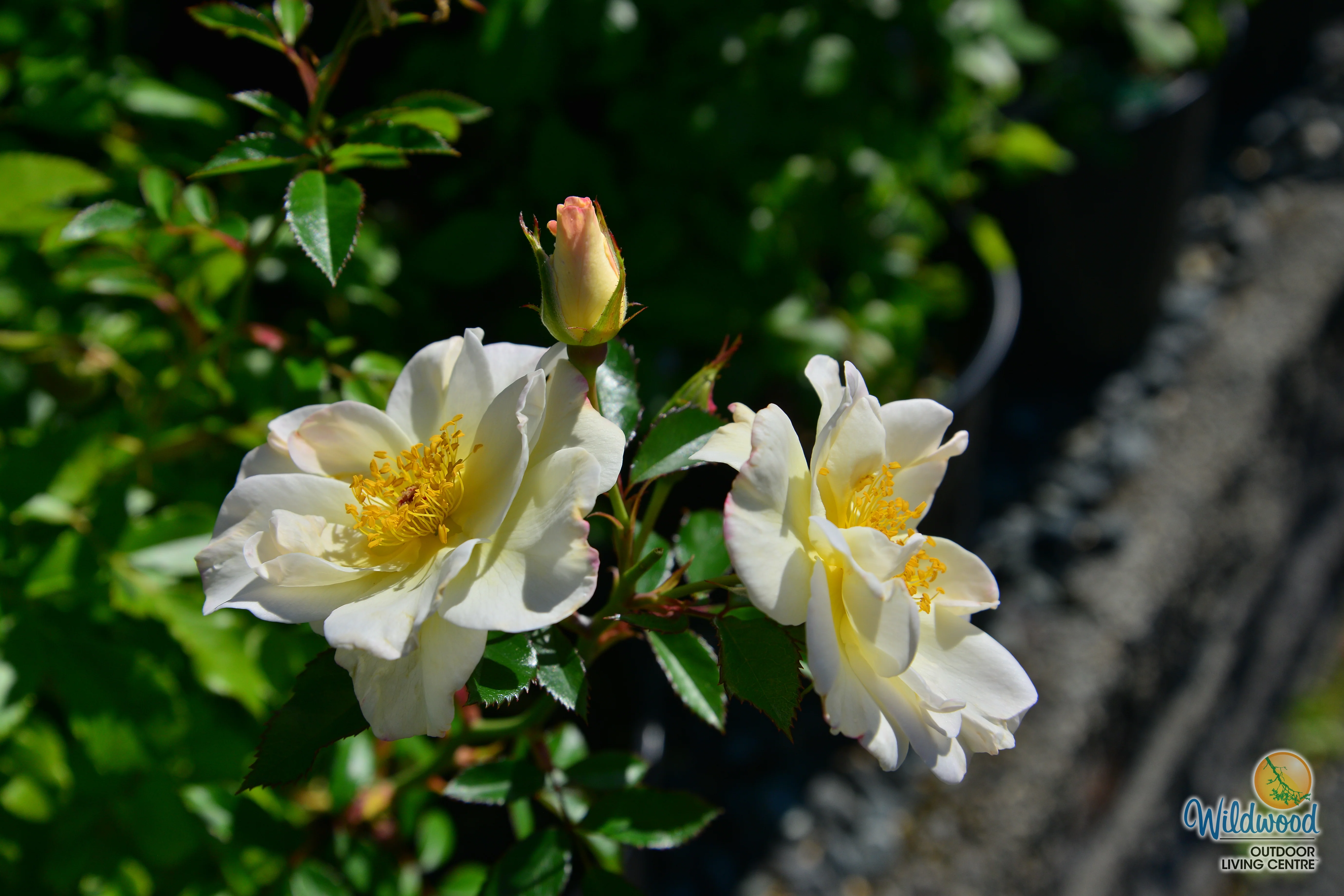 Oscar Peterson - Cold Hardy Rose - Image 9