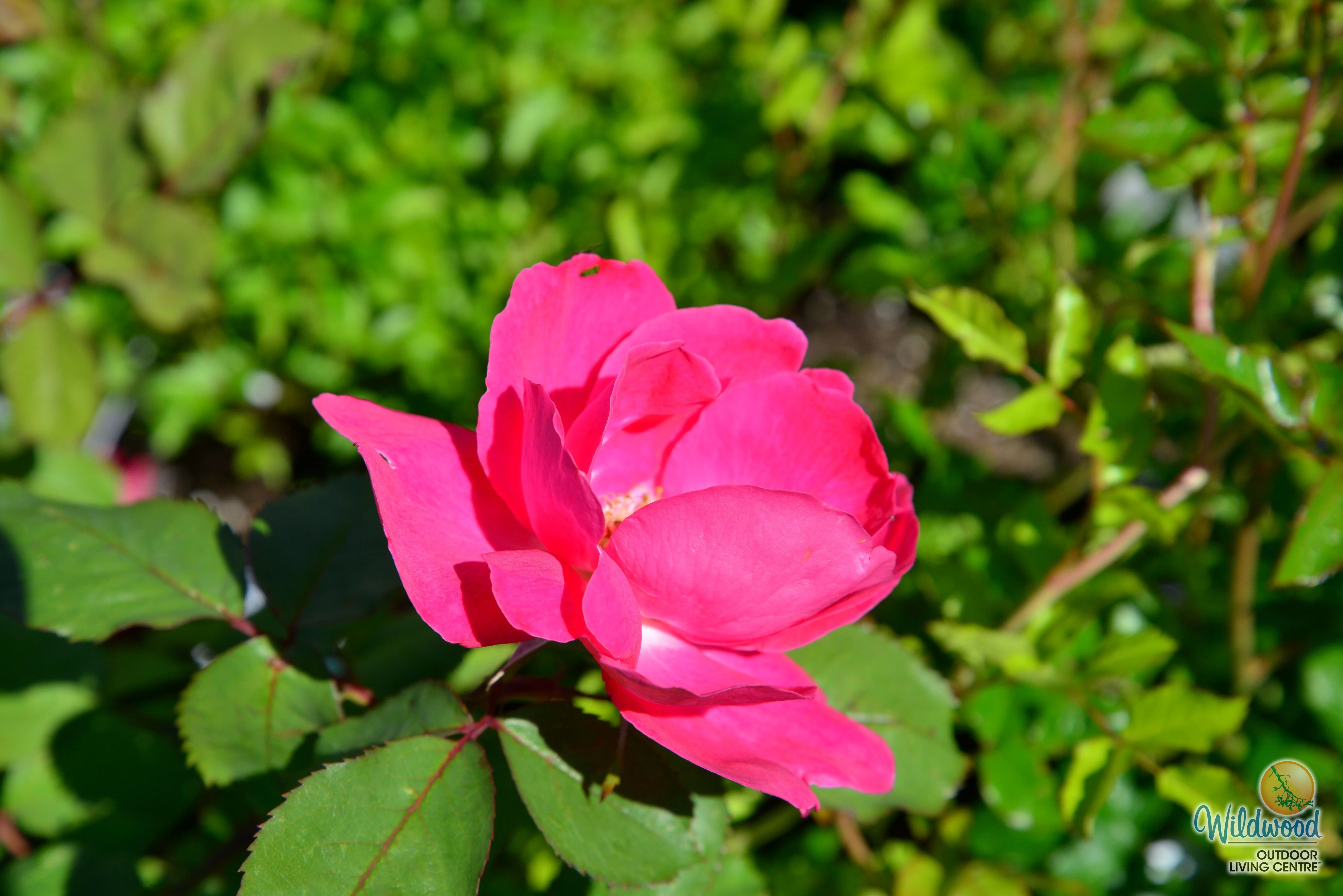 Winnipeg Parks - Cold Hardy Rose - Image 3