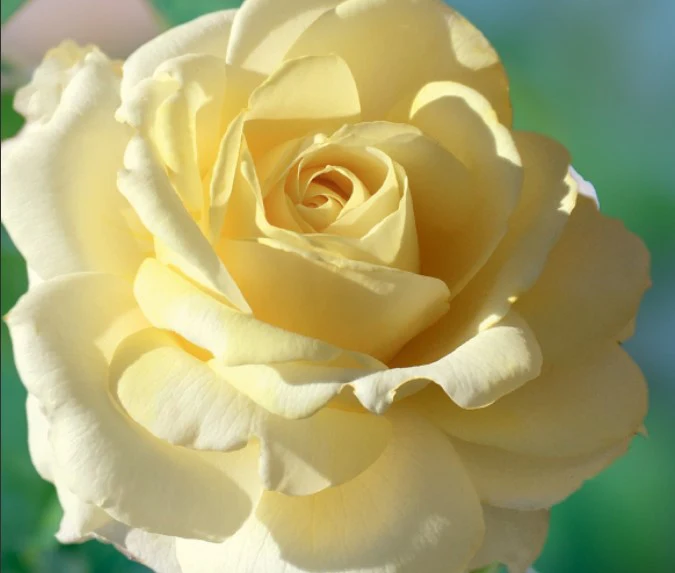Chantilly Cream - Weeks Rose - Image 2
