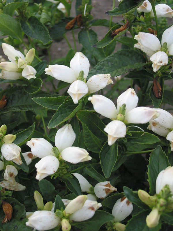 Chelone - Alba, 1 Pack - Image 2