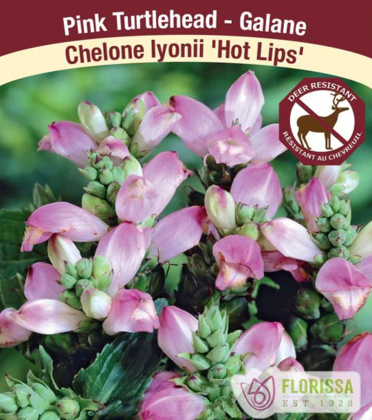 Chelone - Hot Lips, 1 Pack