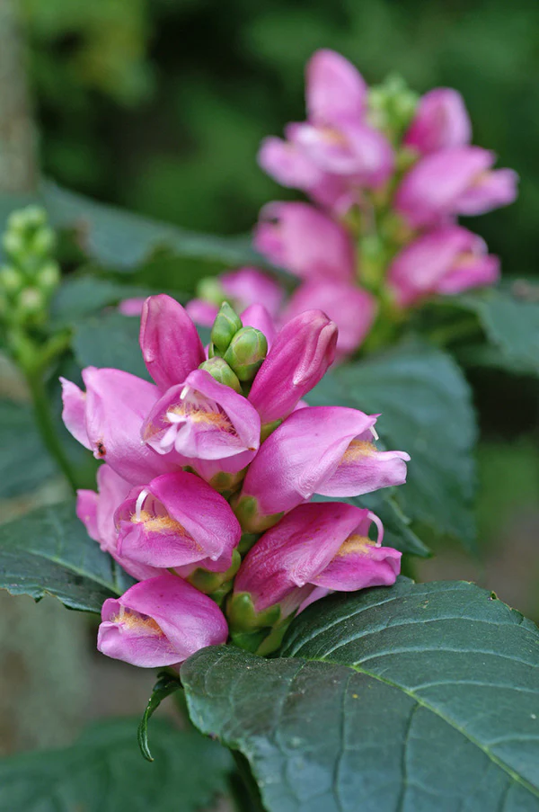 Chelone - Obliqua, 1 Pack - Image 2