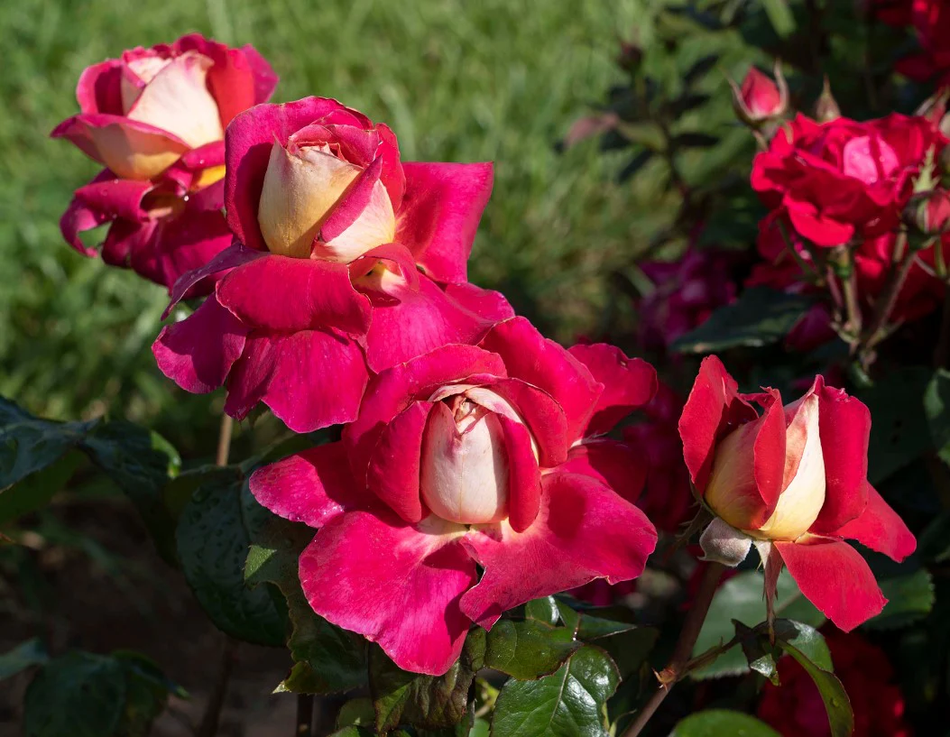 Cherries & Champagne™ - Star Roses and Plants - Image 2