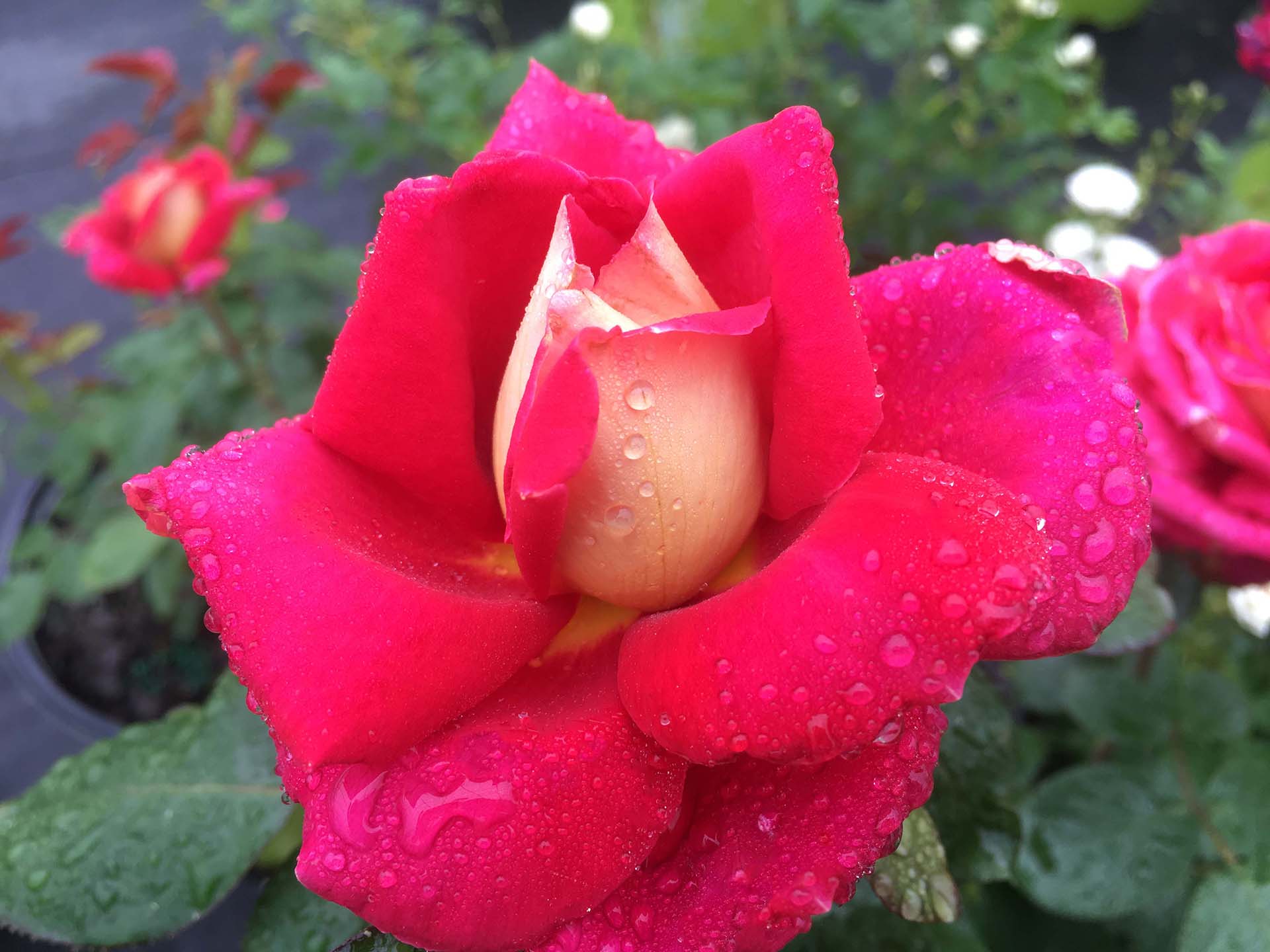 Cherries & Champagne™ - Star Roses and Plants - Image 3