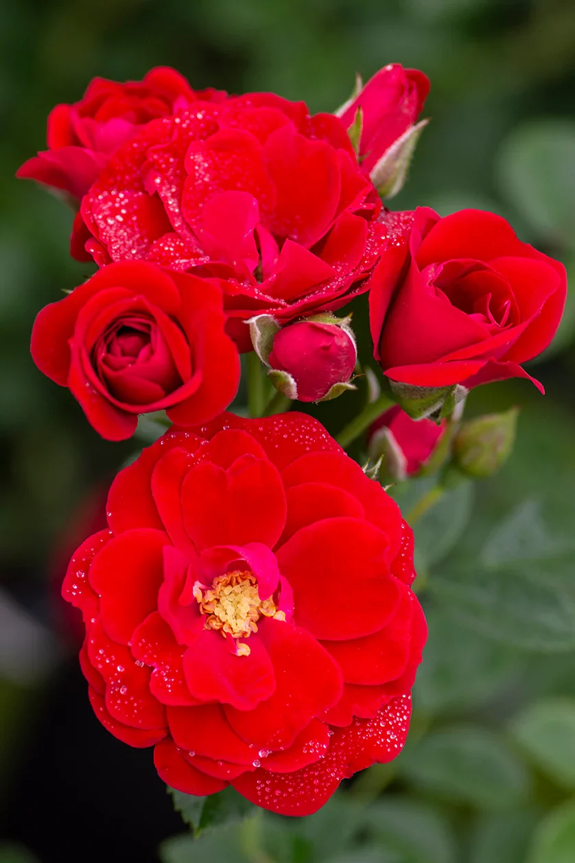 Cherry Frost - Star Roses and Plants - Image 2