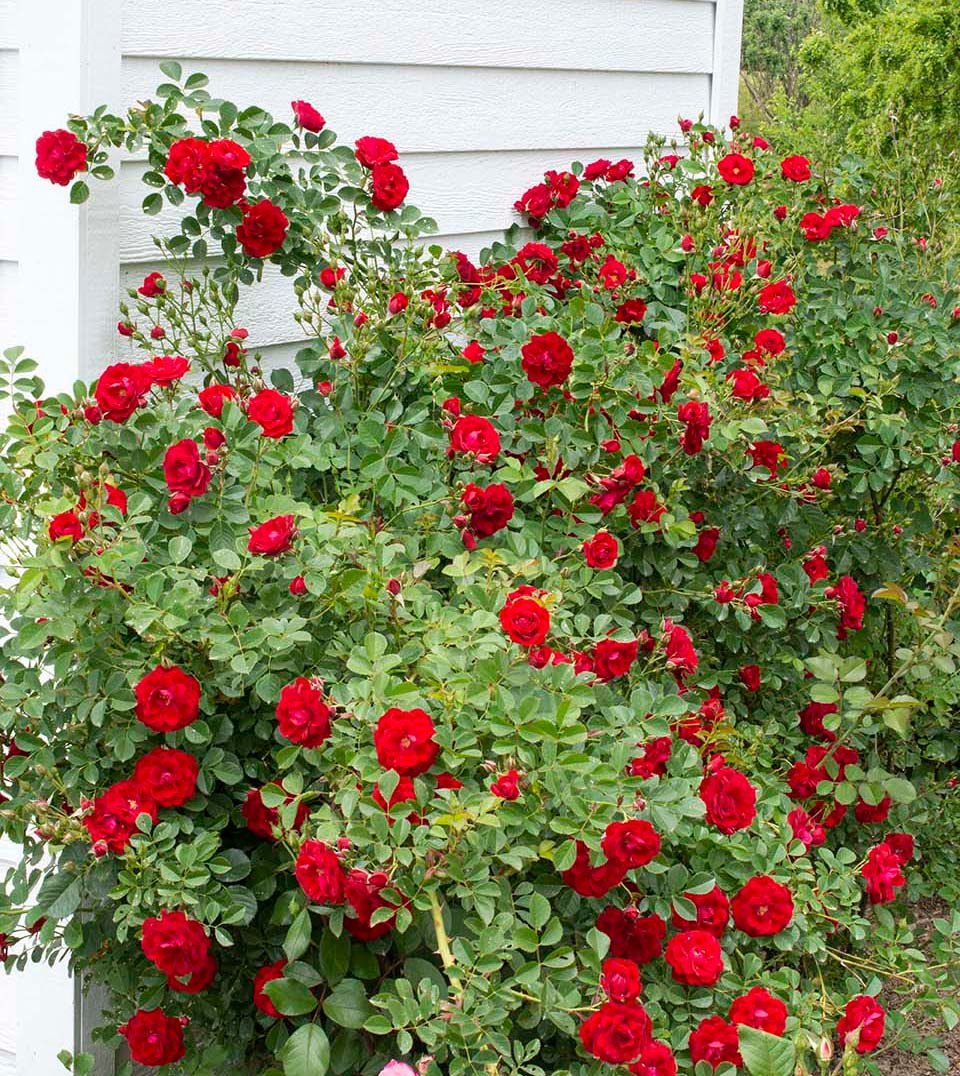 Cherry Frost - Star Roses and Plants - Image 3