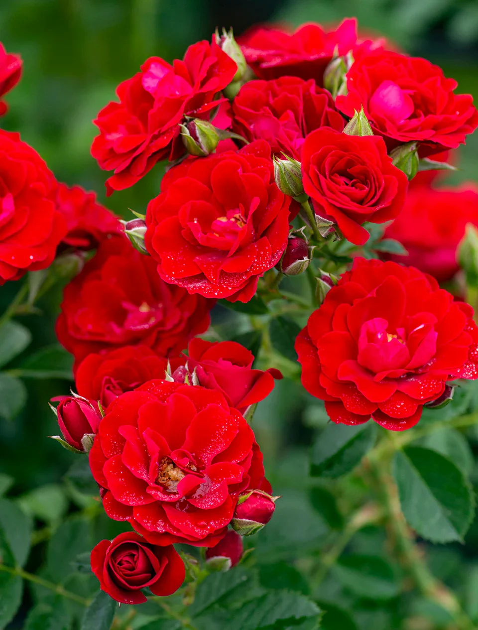Cherry Frost - Star Roses and Plants - Image 4