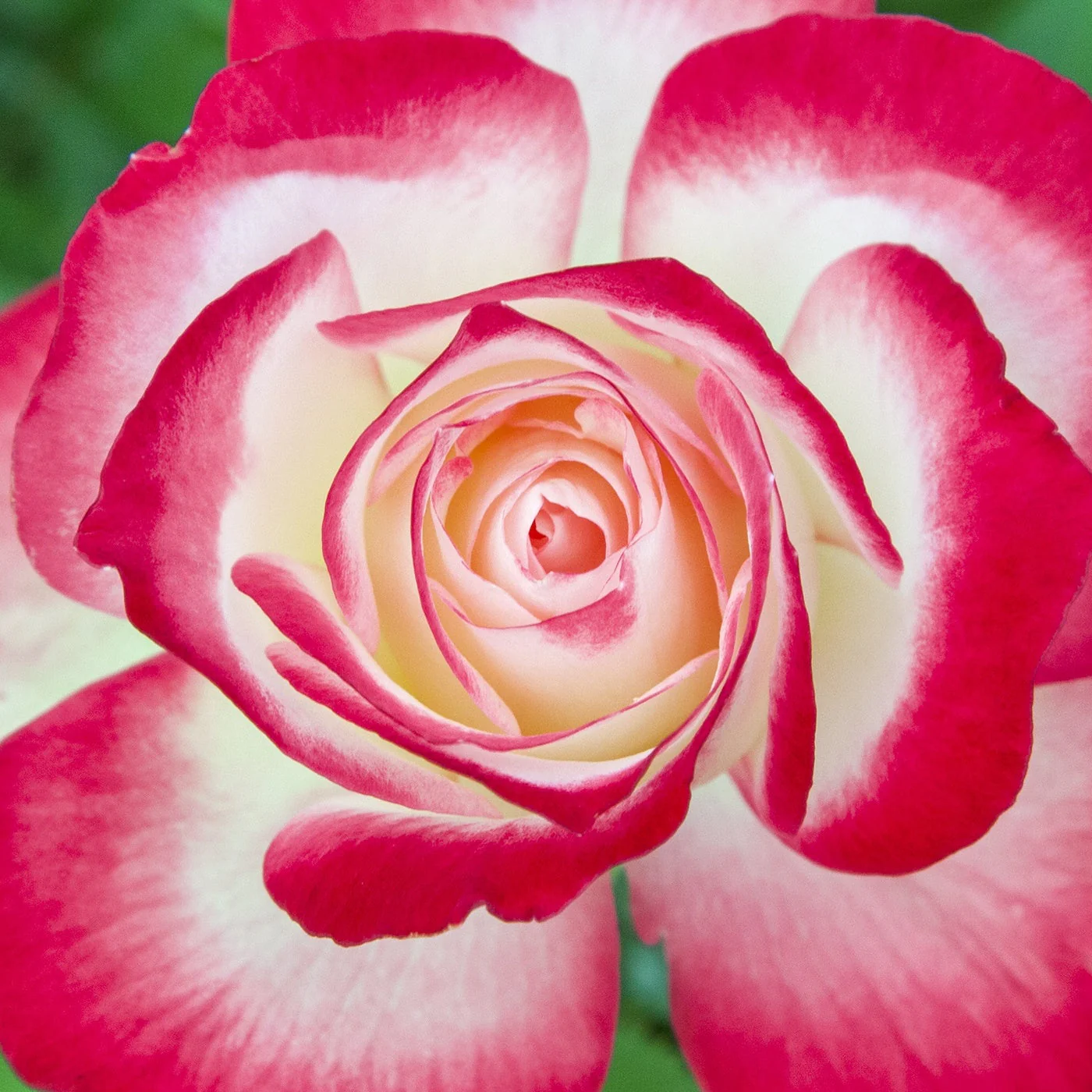Cherry Parfait™ - Star Roses and Plants