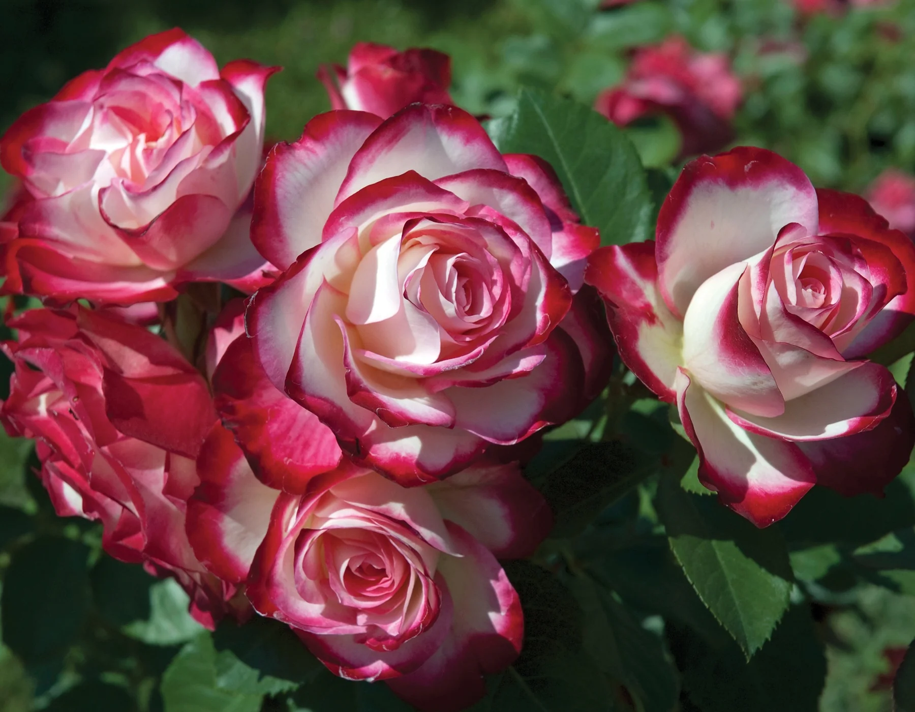 Cherry Parfait™ - Star Roses and Plants - Image 2