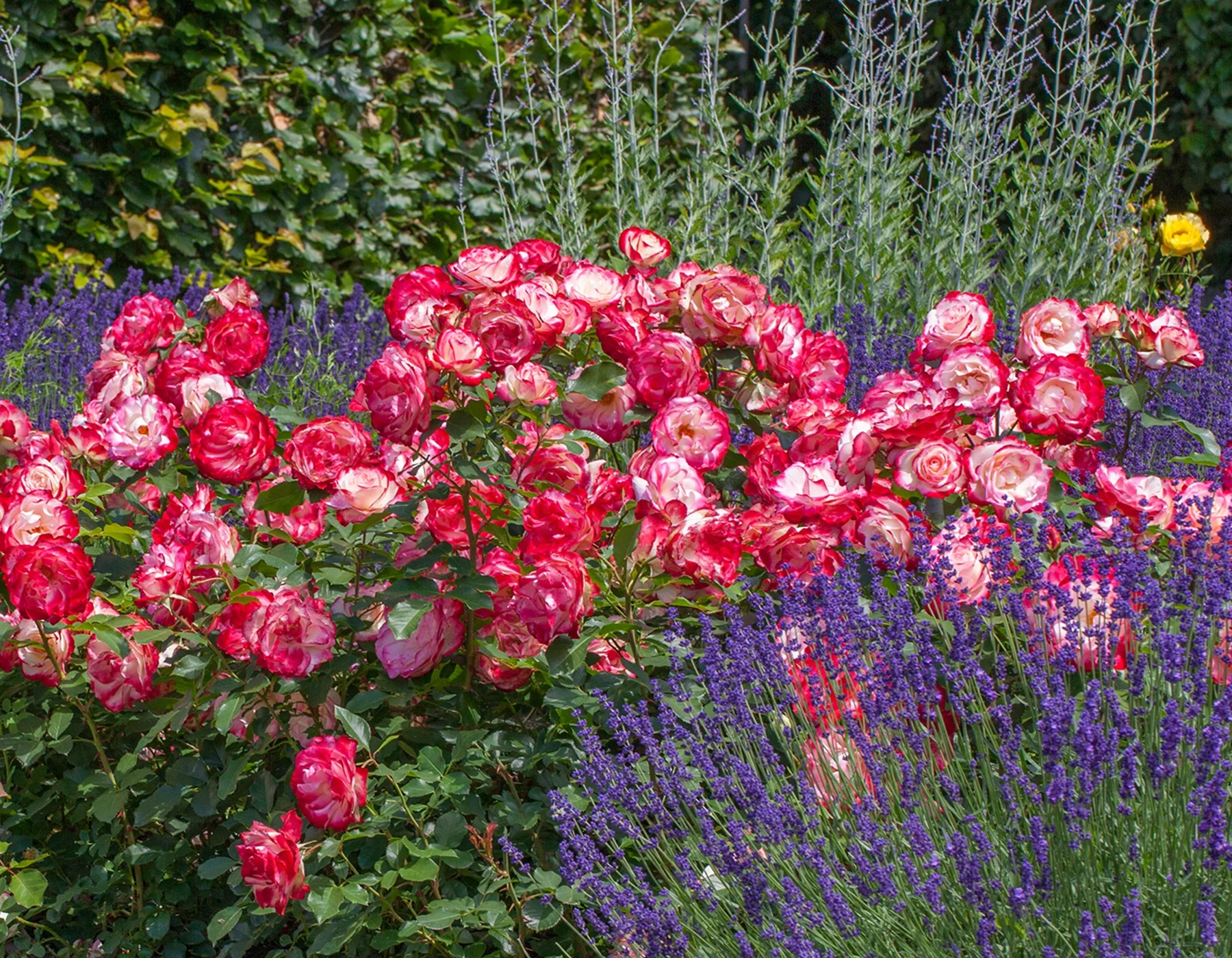 Cherry Parfait™ - Star Roses and Plants - Image 3