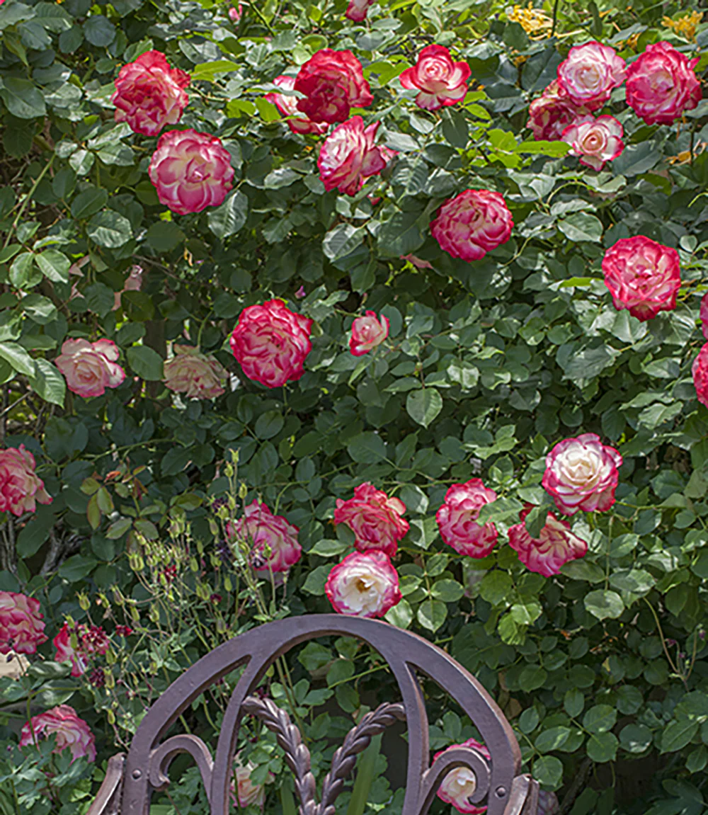 Cherry Parfait™ - Star Roses and Plants - Image 4