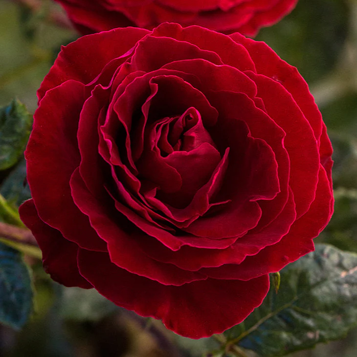 Cherrytini™ - Star Roses and Plants
