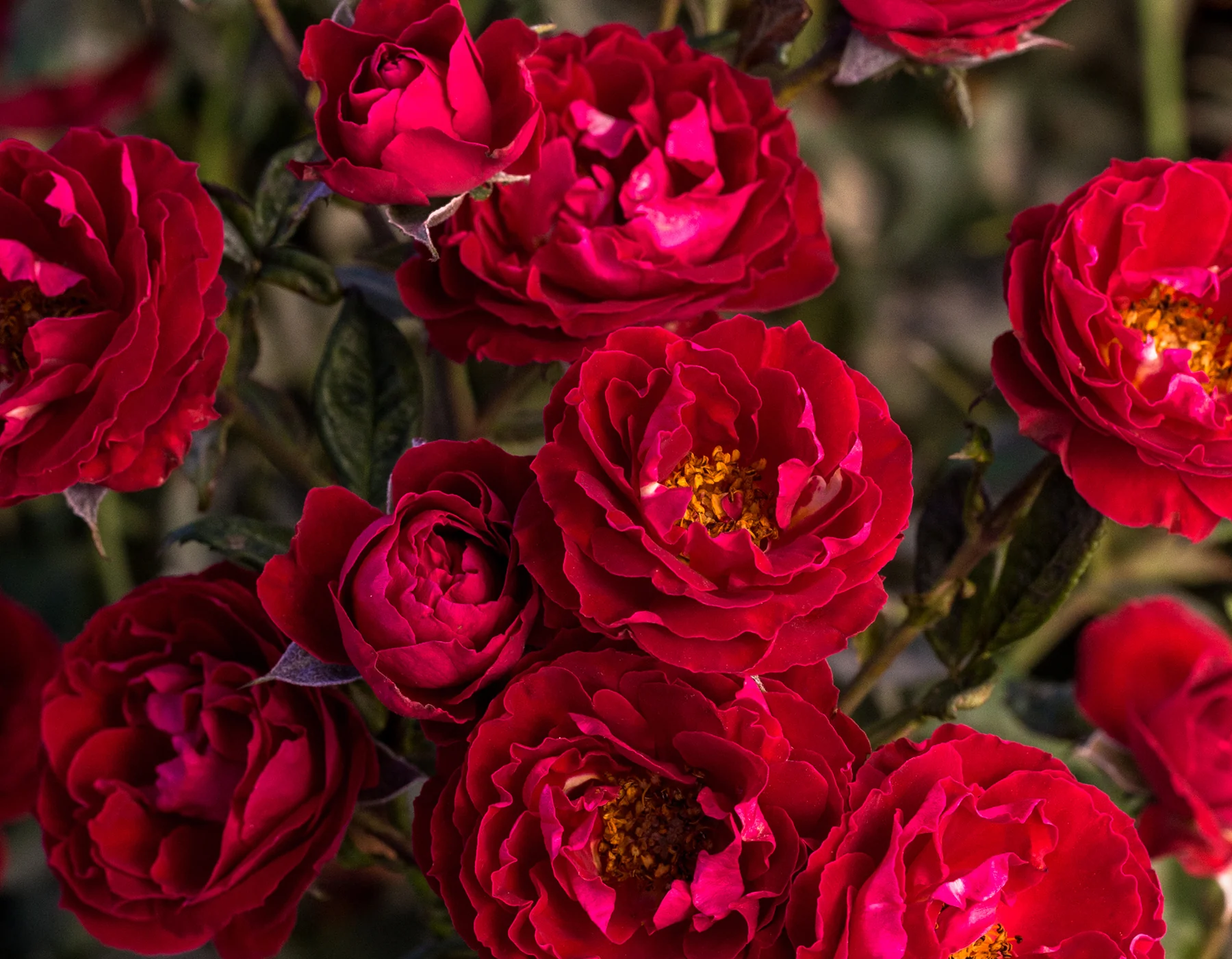 Cherrytini™ - Star Roses and Plants - Image 2
