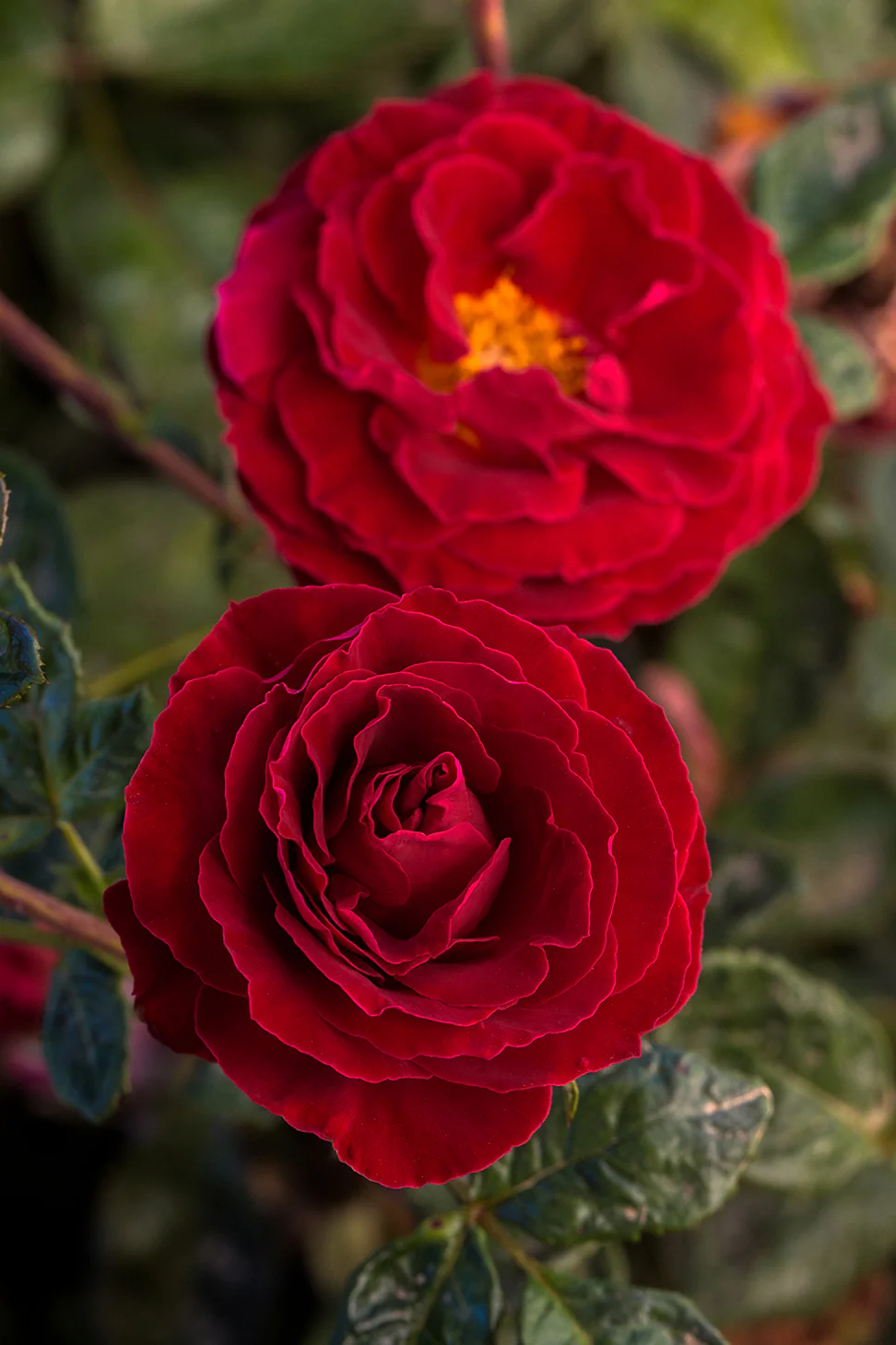 Cherrytini™ - Star Roses and Plants - Image 3