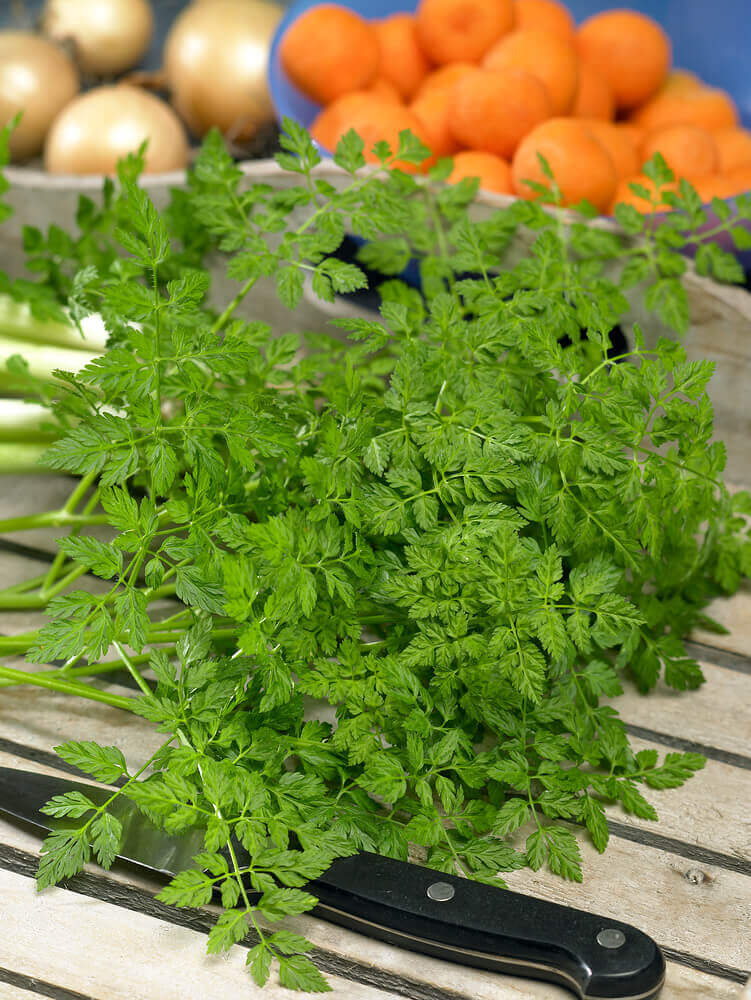 Chervil - Ontario Seed Company - Image 2