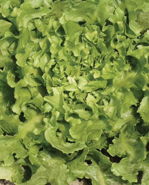 Chicory Broadleaf Batavian Escarole - West Coast Seeds - Image 2