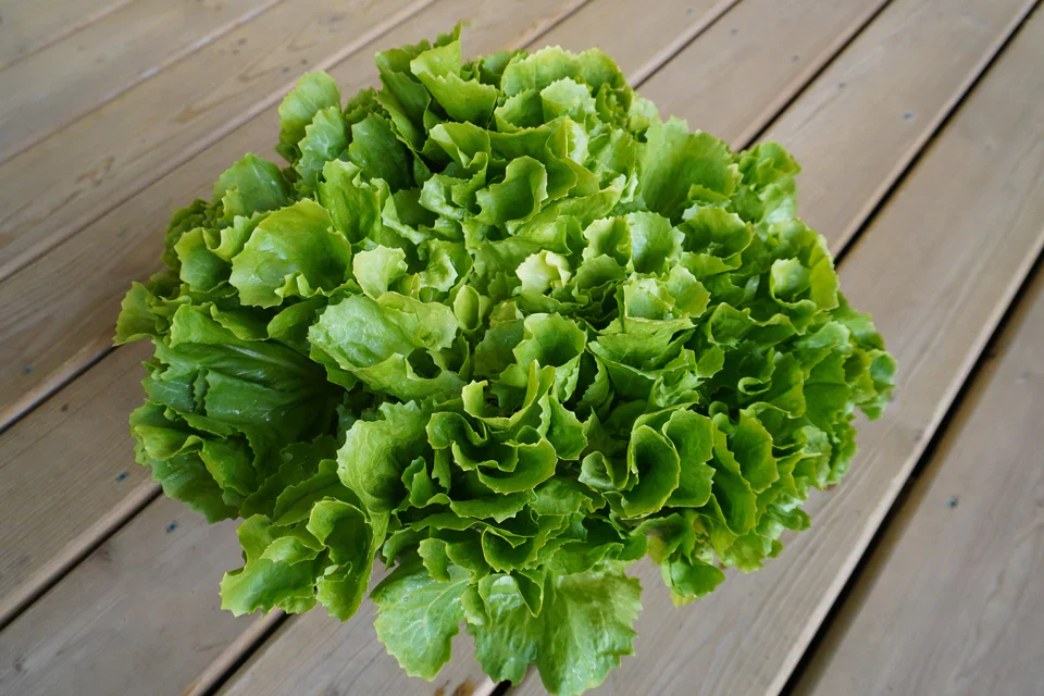 Organic Chicory Eliance - West Coast Seeds