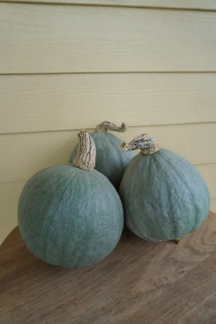 Organic Squash Baby Blue - West Coast Seeds - Image 2
